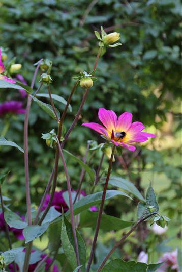 Rosa blommor med humla i Botan i Skara