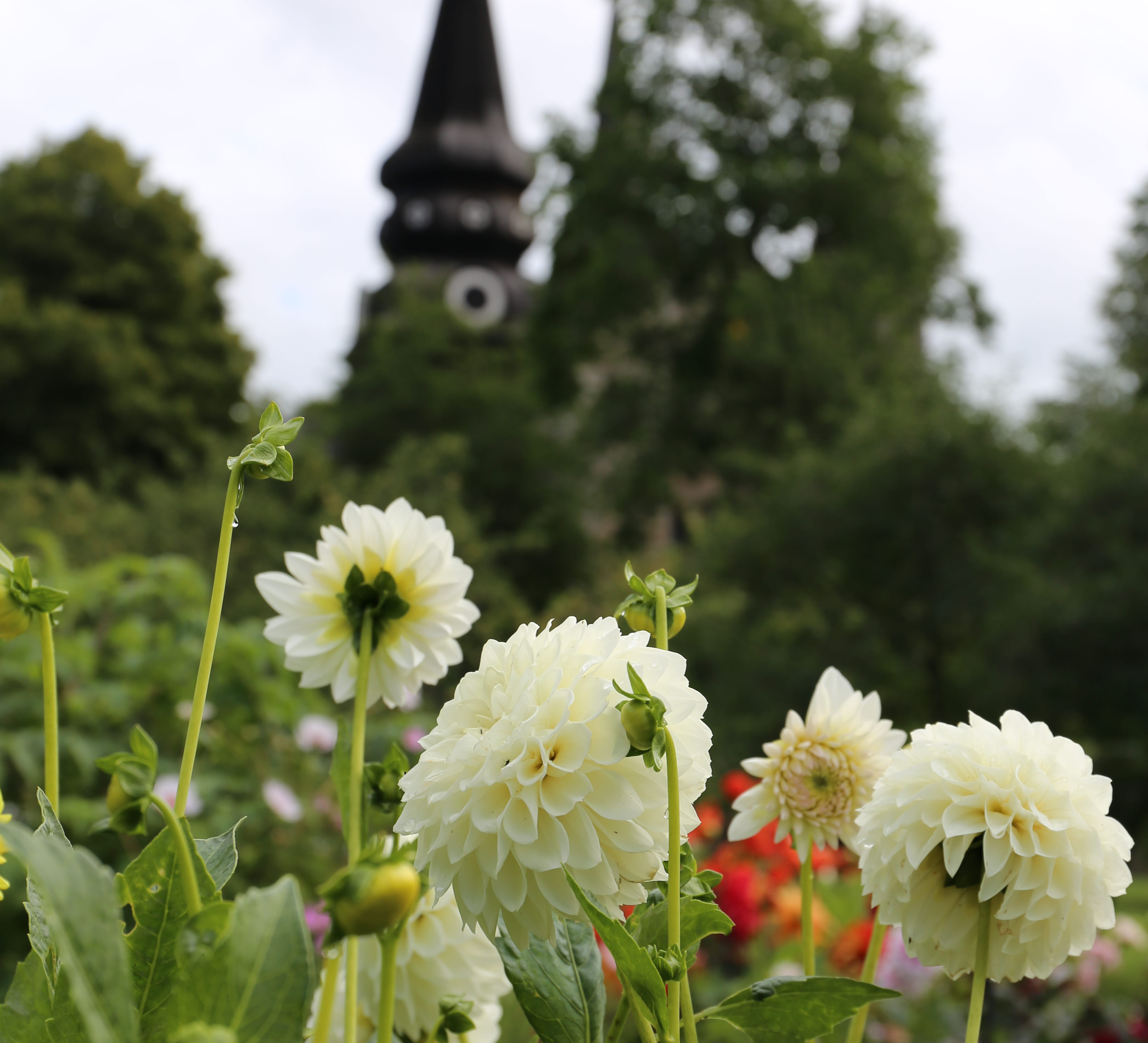Dahlior i närbild. I bakgrunden syns ett kyrktorn.