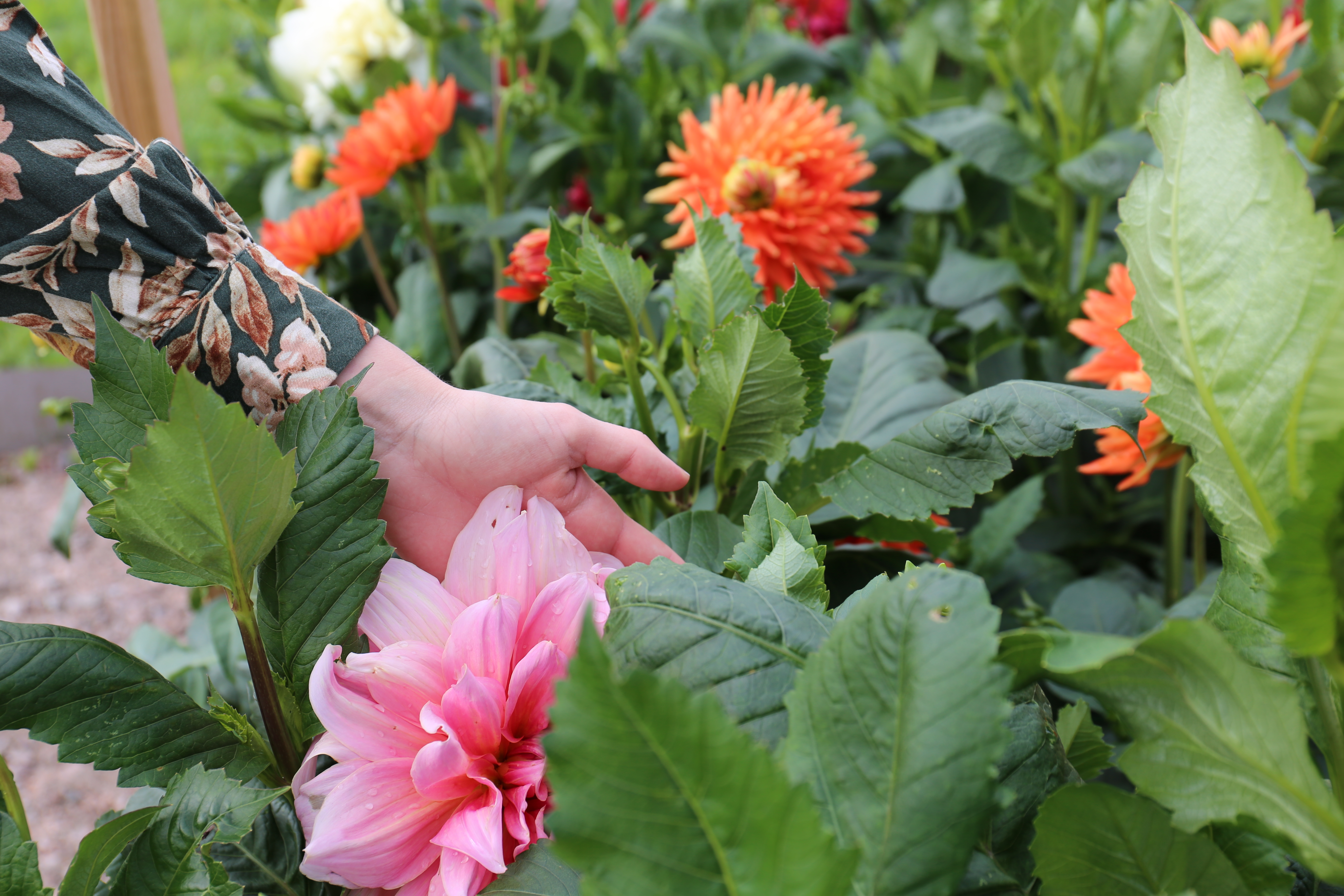 En hand rör vid färgglada dahlior i en rabatt.
