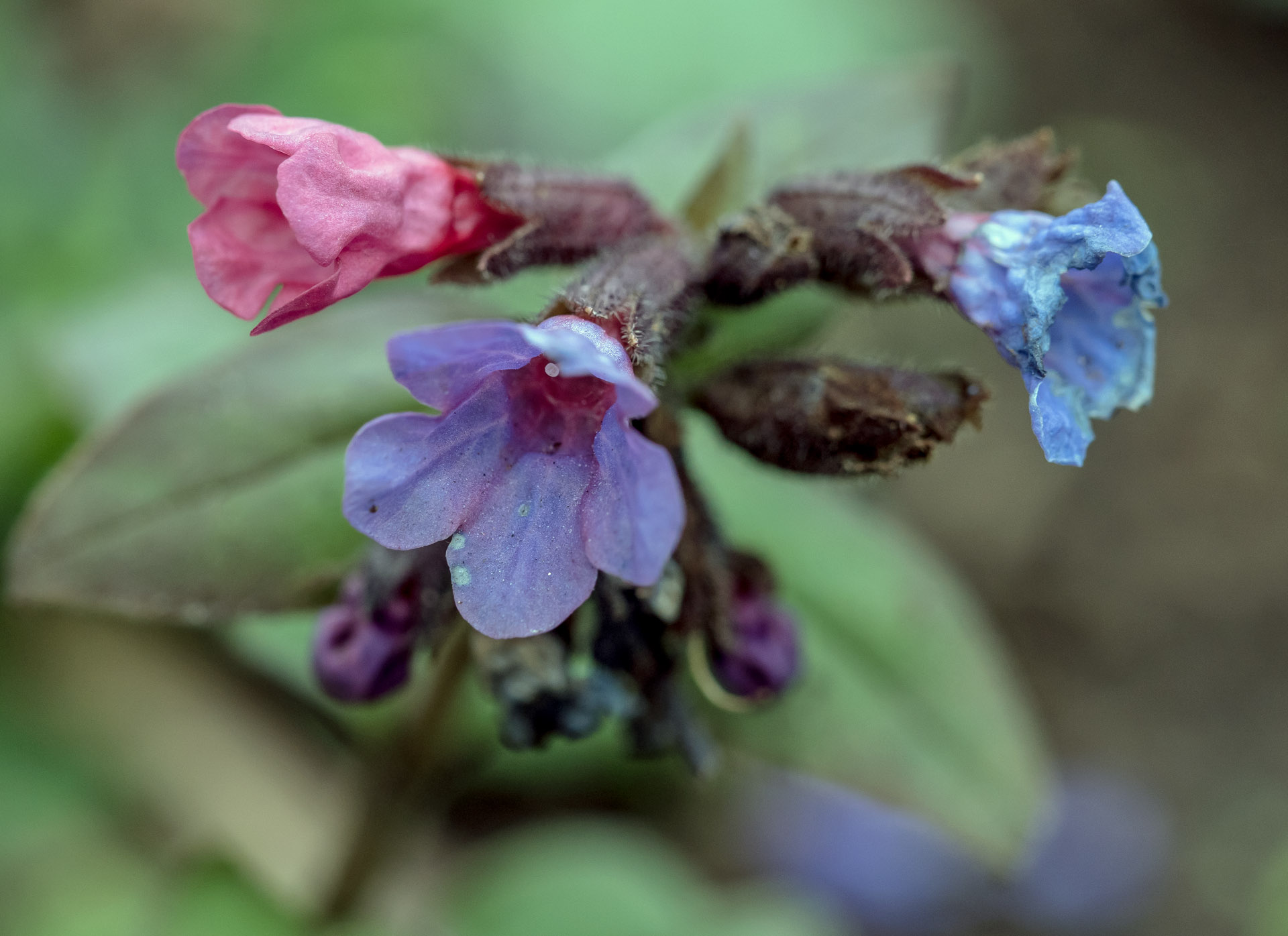 Närbild på lungört.
