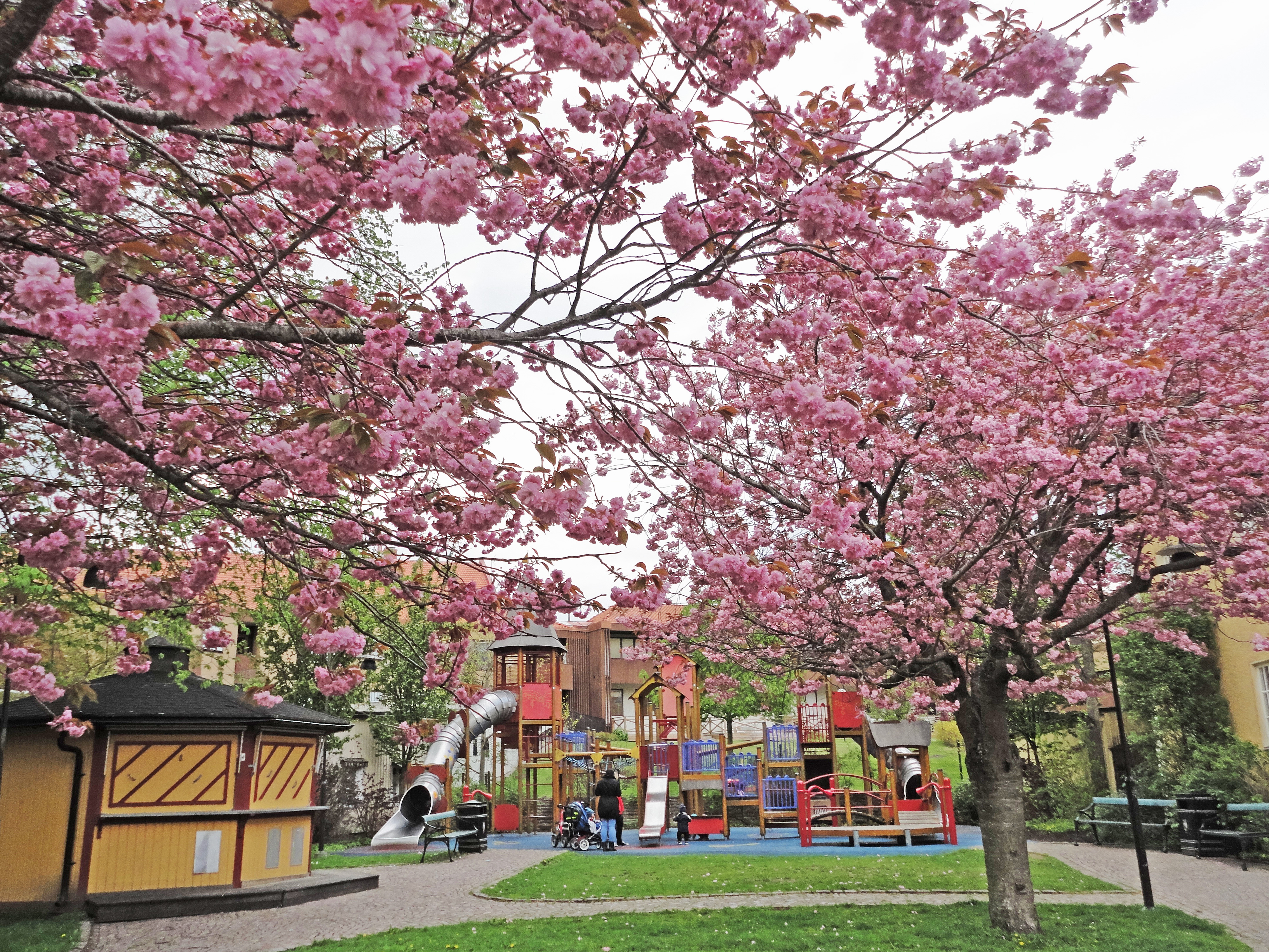 En park med rosablommande körsbärstäd. Bakom träden finns en färgglad lekplats.