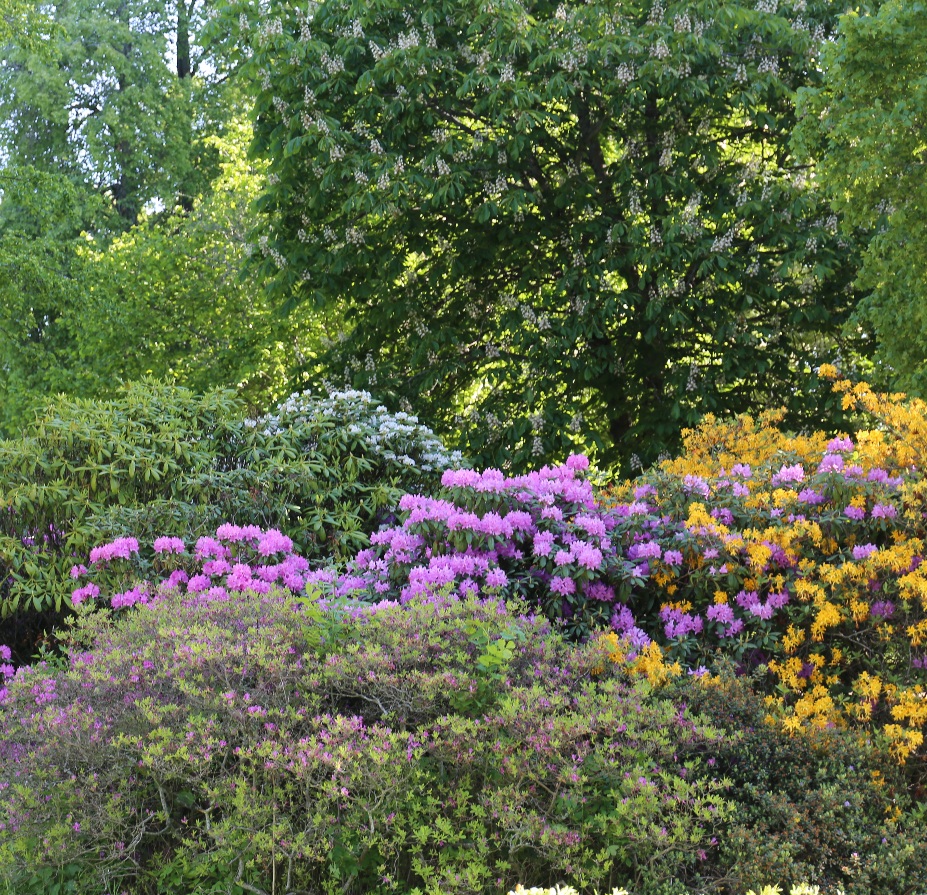 Blommande Rhododendron i Botan Skara 