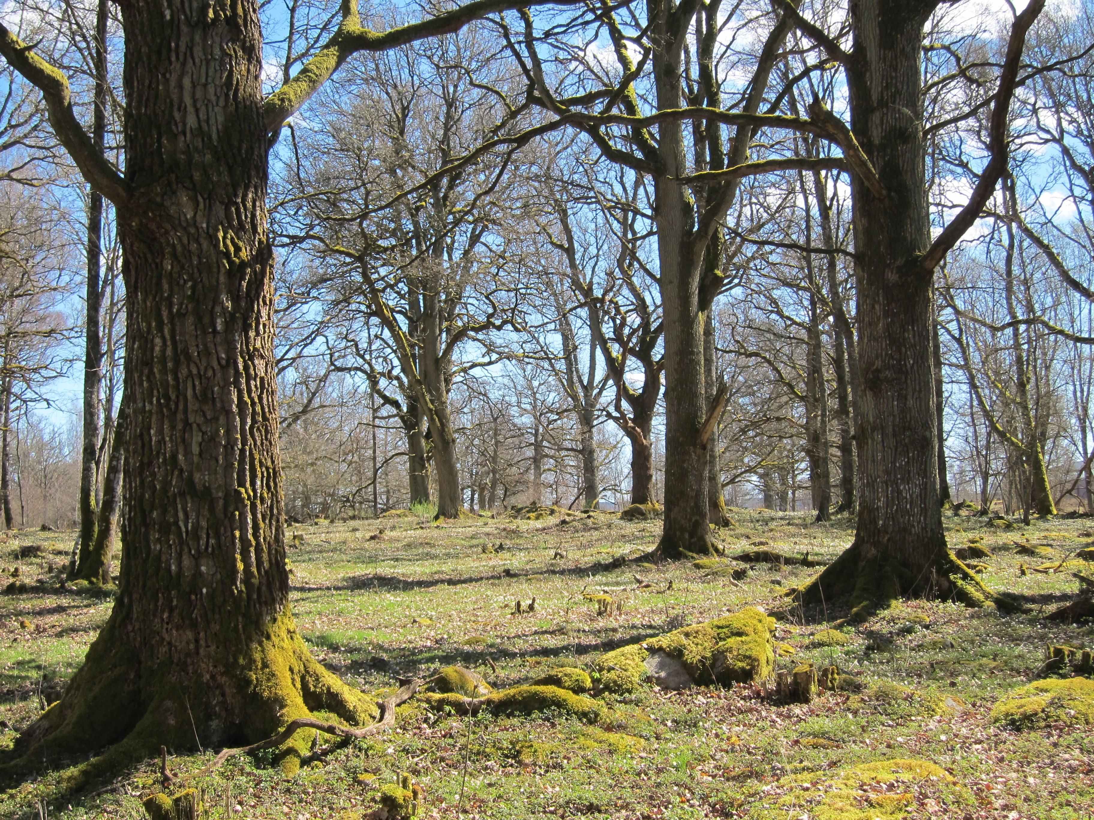 Skålltorp naturreservat