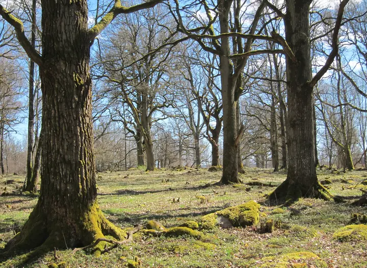 Skålltorp naturreservat