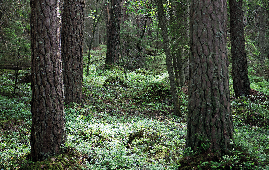 Bild på träd i skogen. Björnön