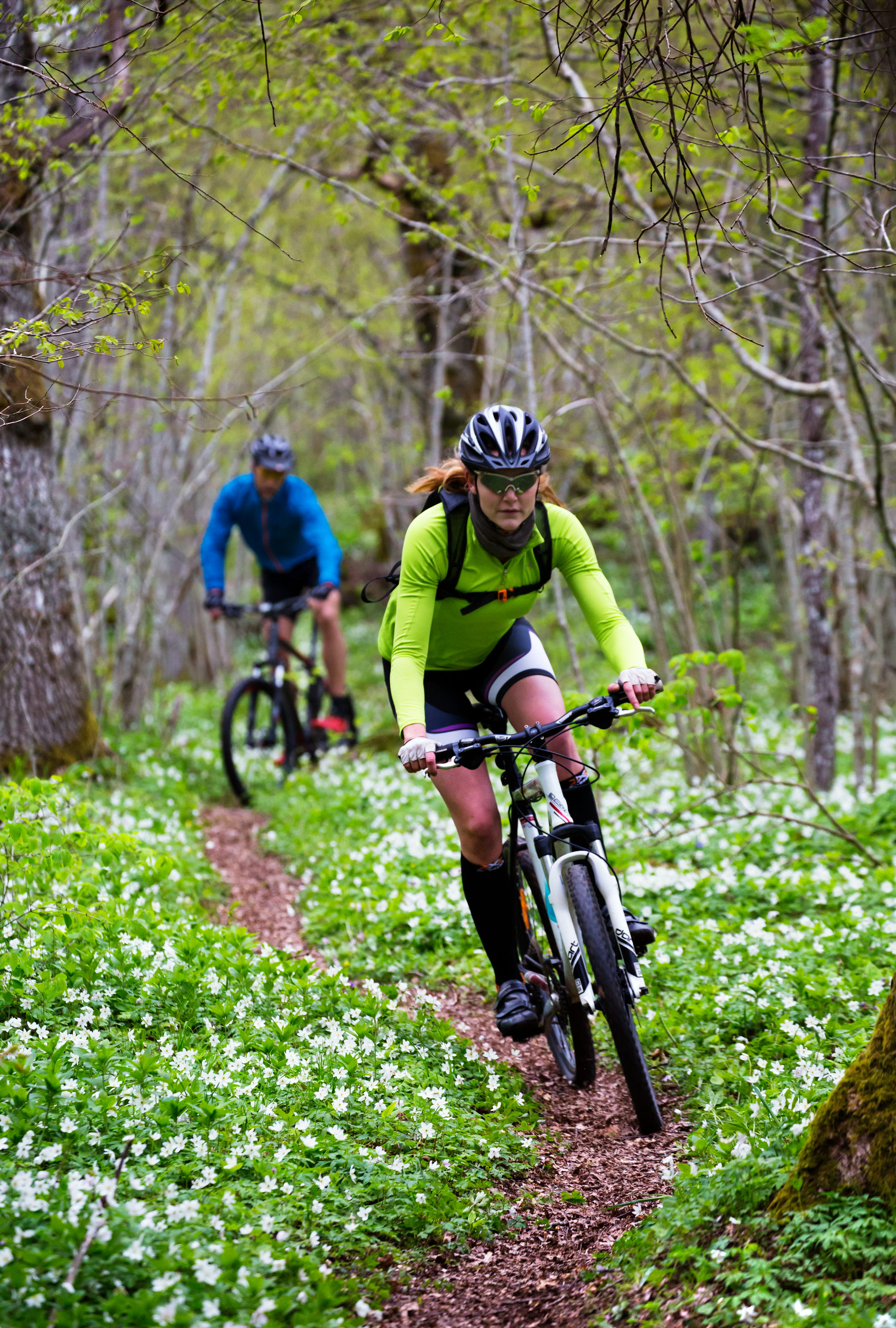 Två personer cyklar på en stig bland vitsippor
