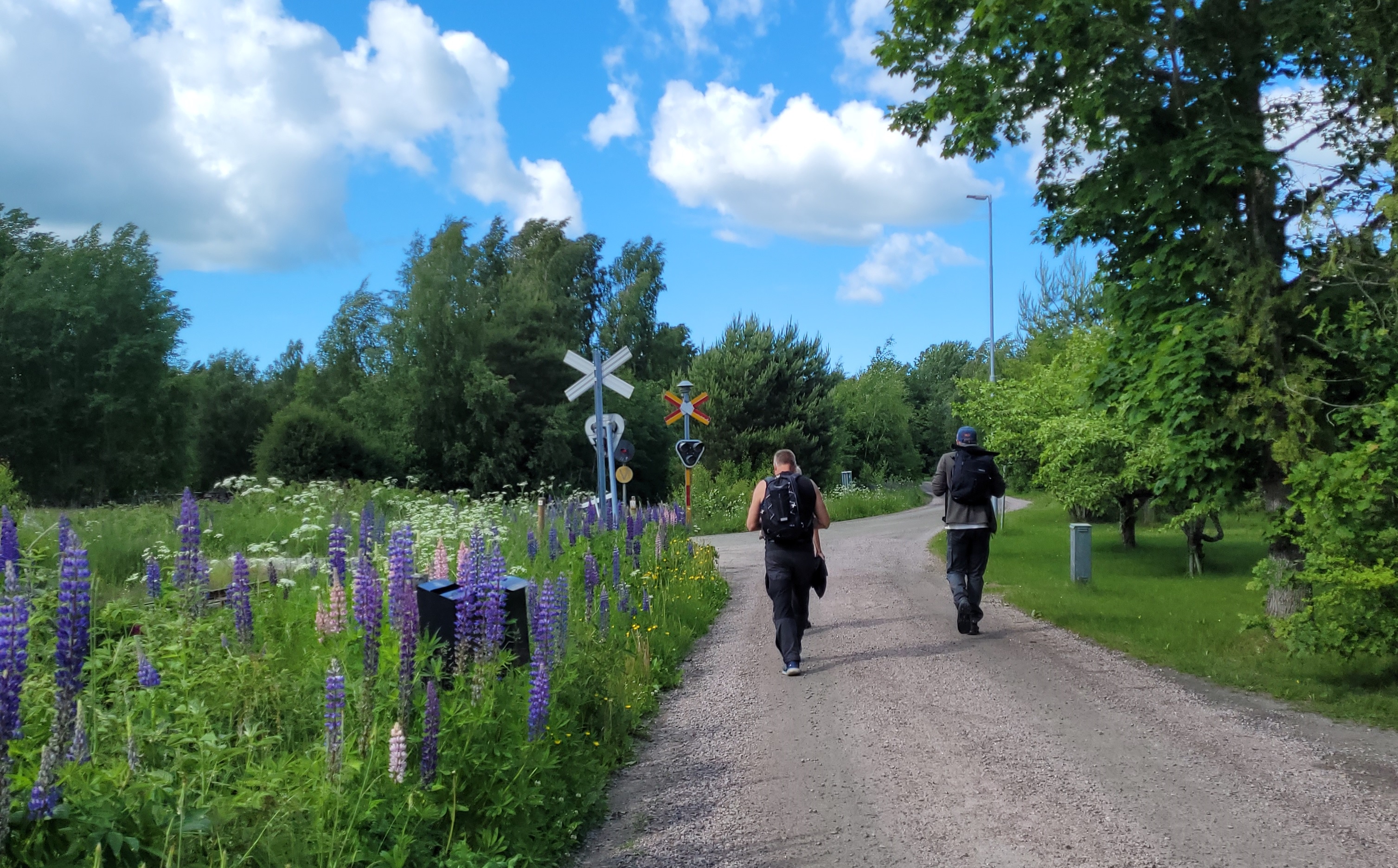 Två vandrare på en grusväg. Intill vägen växer lupiner.