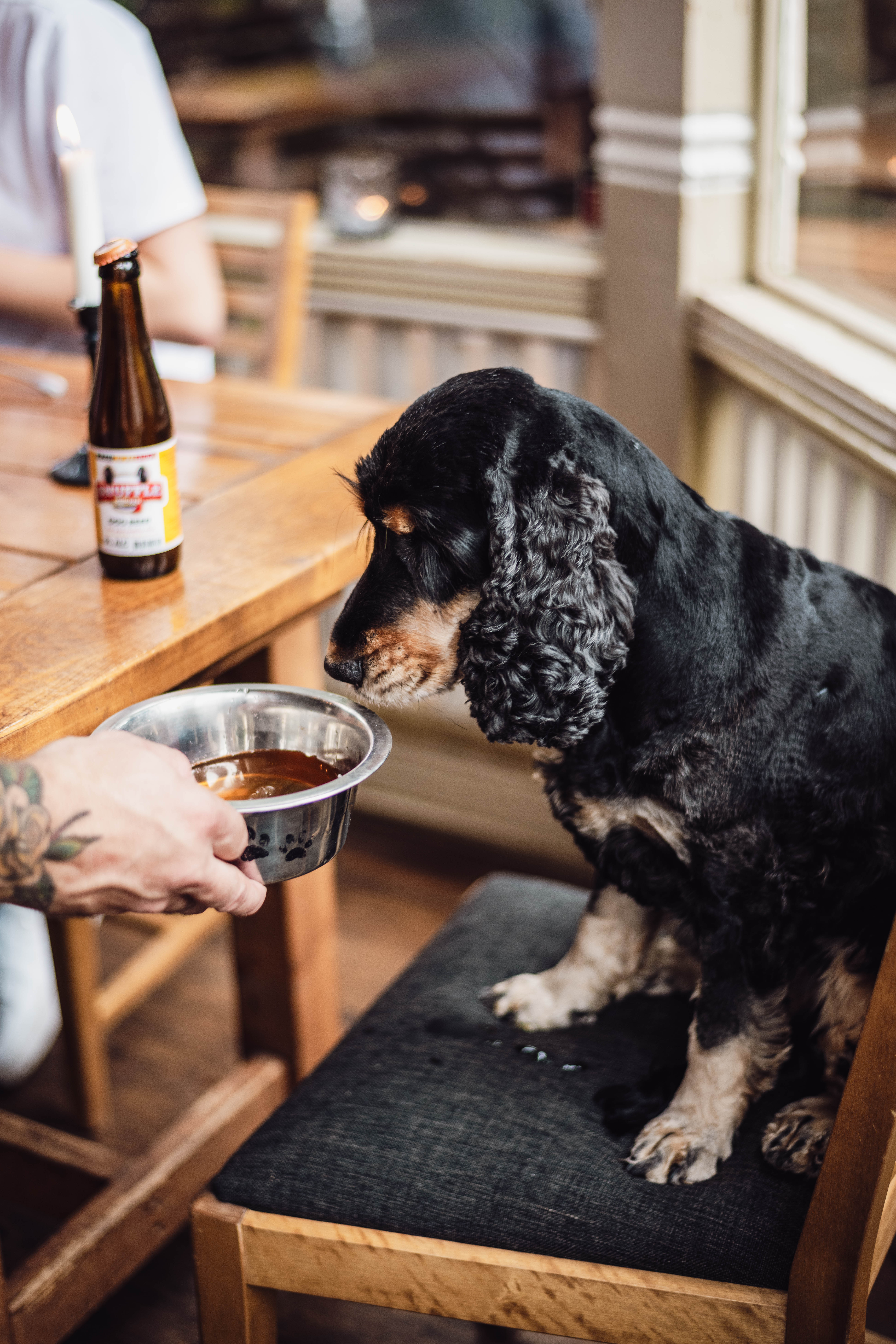 Hund dricker hundöl på en restaurang i Hjo