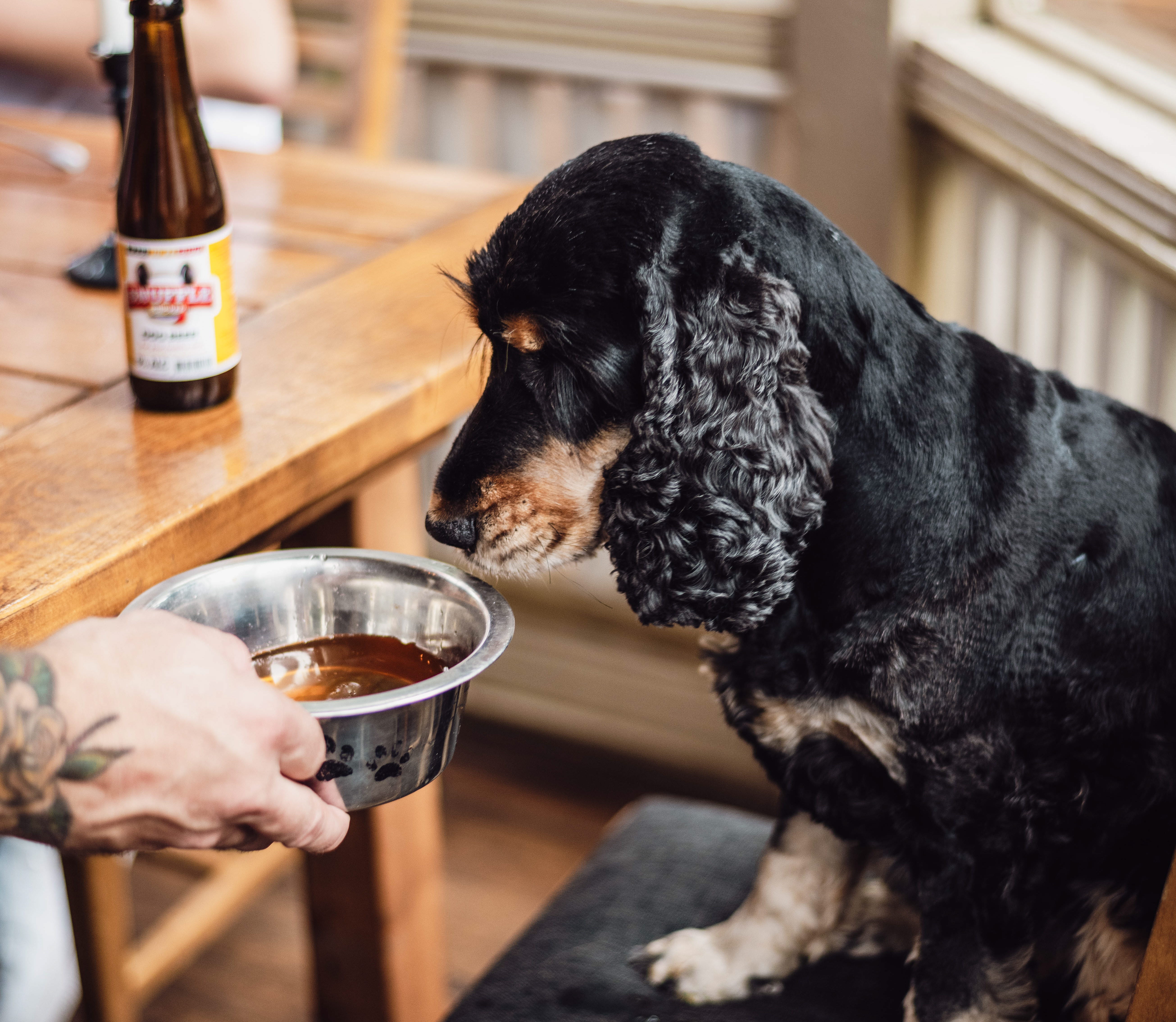 Dog drinking dog beer in a restaurant in Hjo 