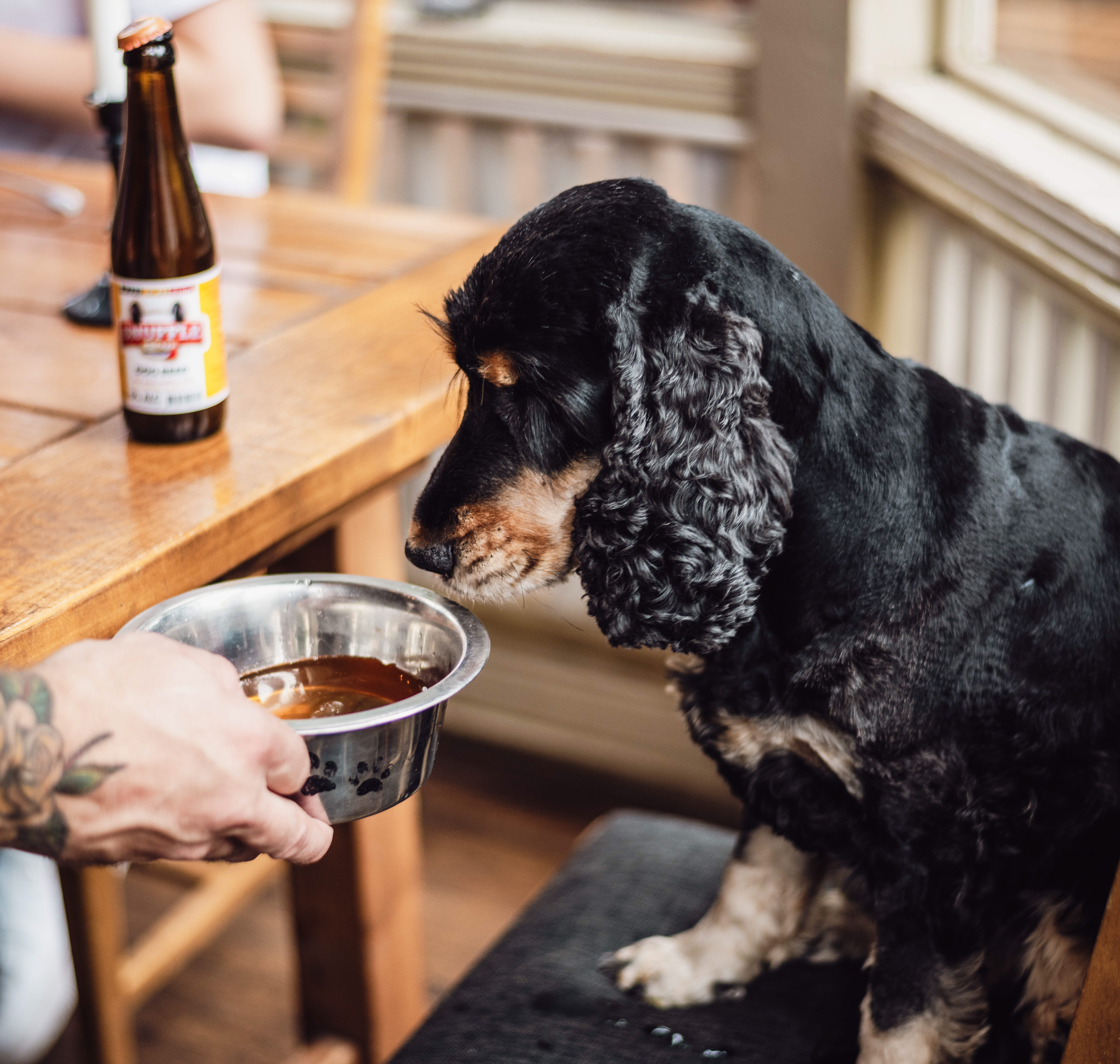 Hund dricker hundöl på en restaurang i Hjo