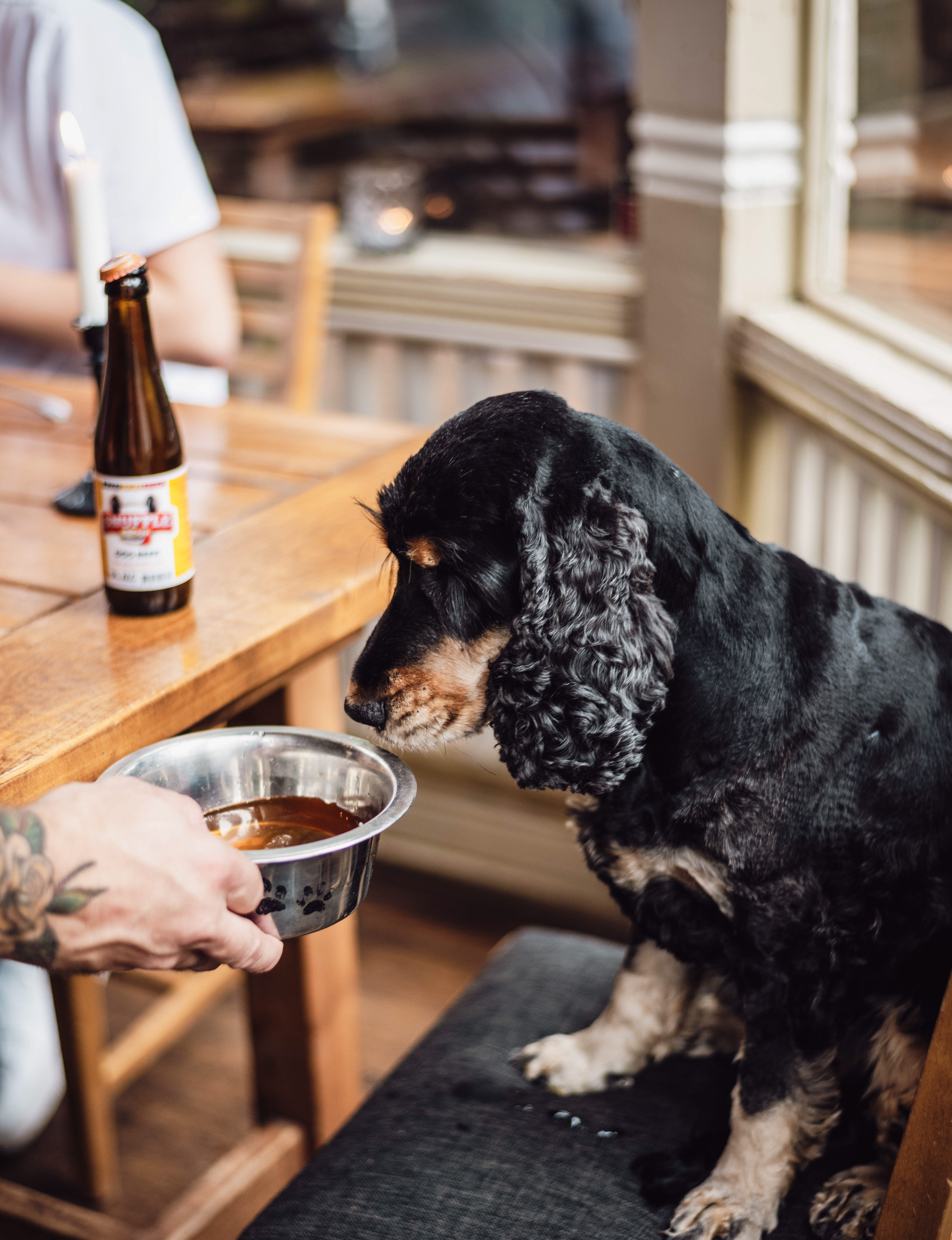 Hund dricker hundöl på en restaurang i Hjo