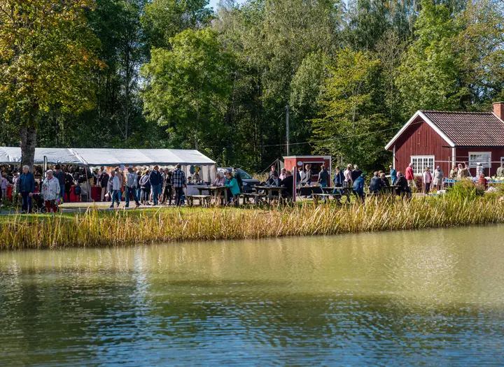 Skördemarknad