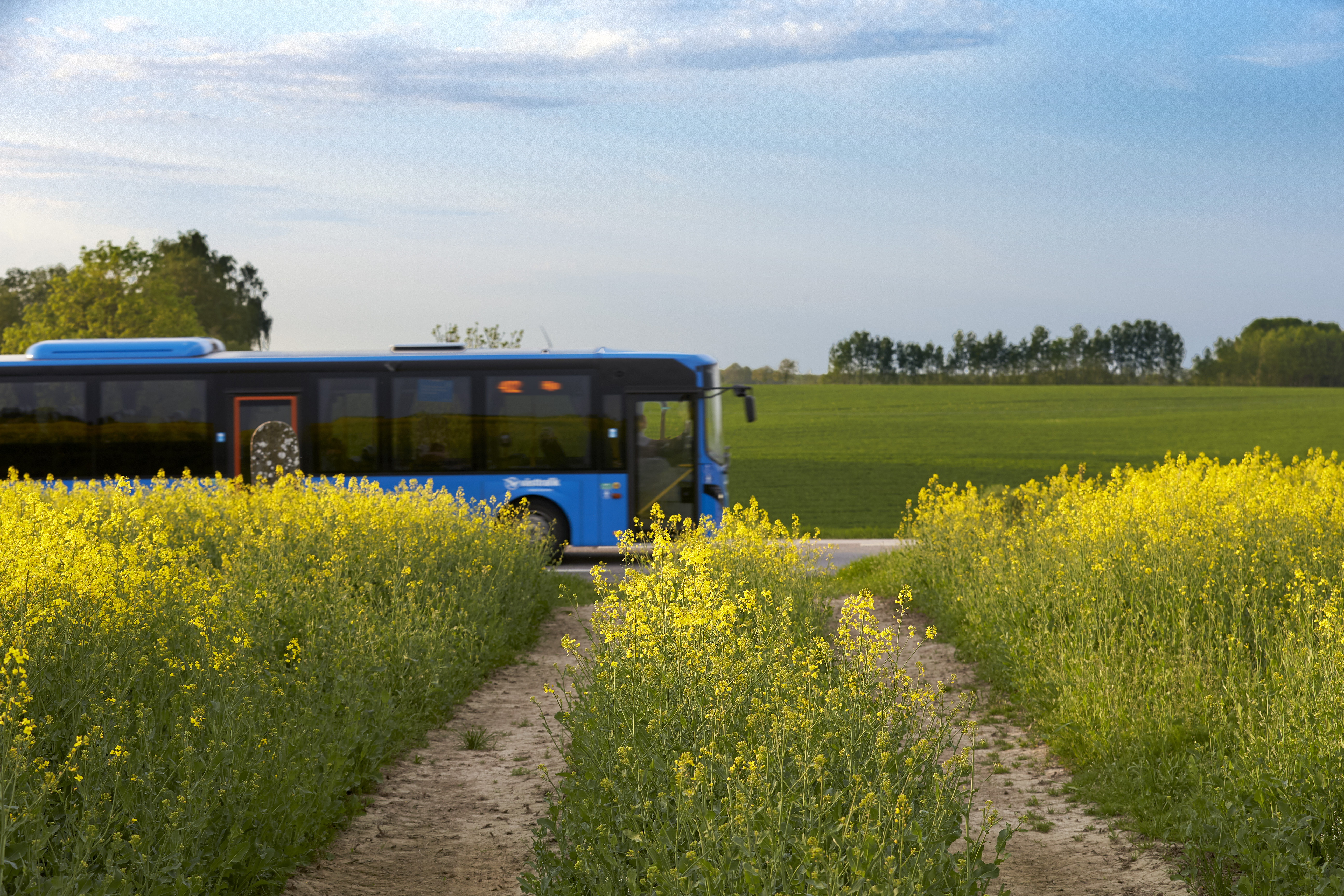 En blå buss som åker vid ett gult rapsfält