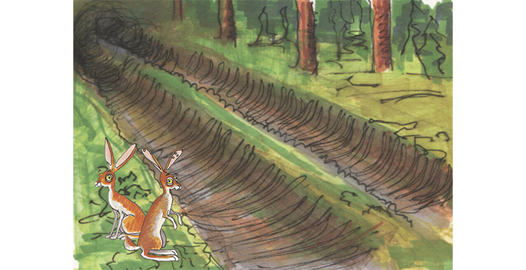 Skog med två harar och en väg