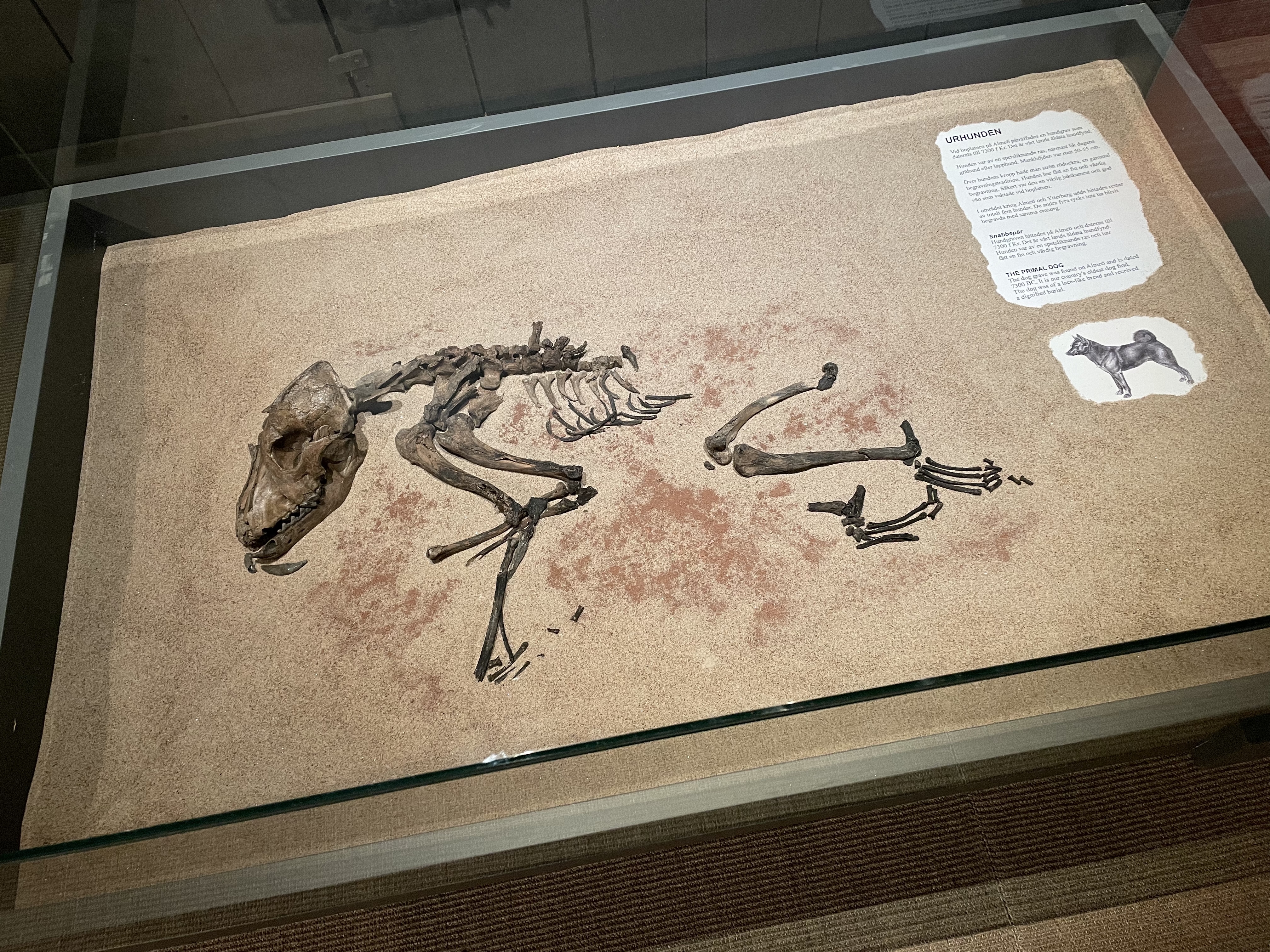 En monter som visar ett gammalt skelett av en hund.