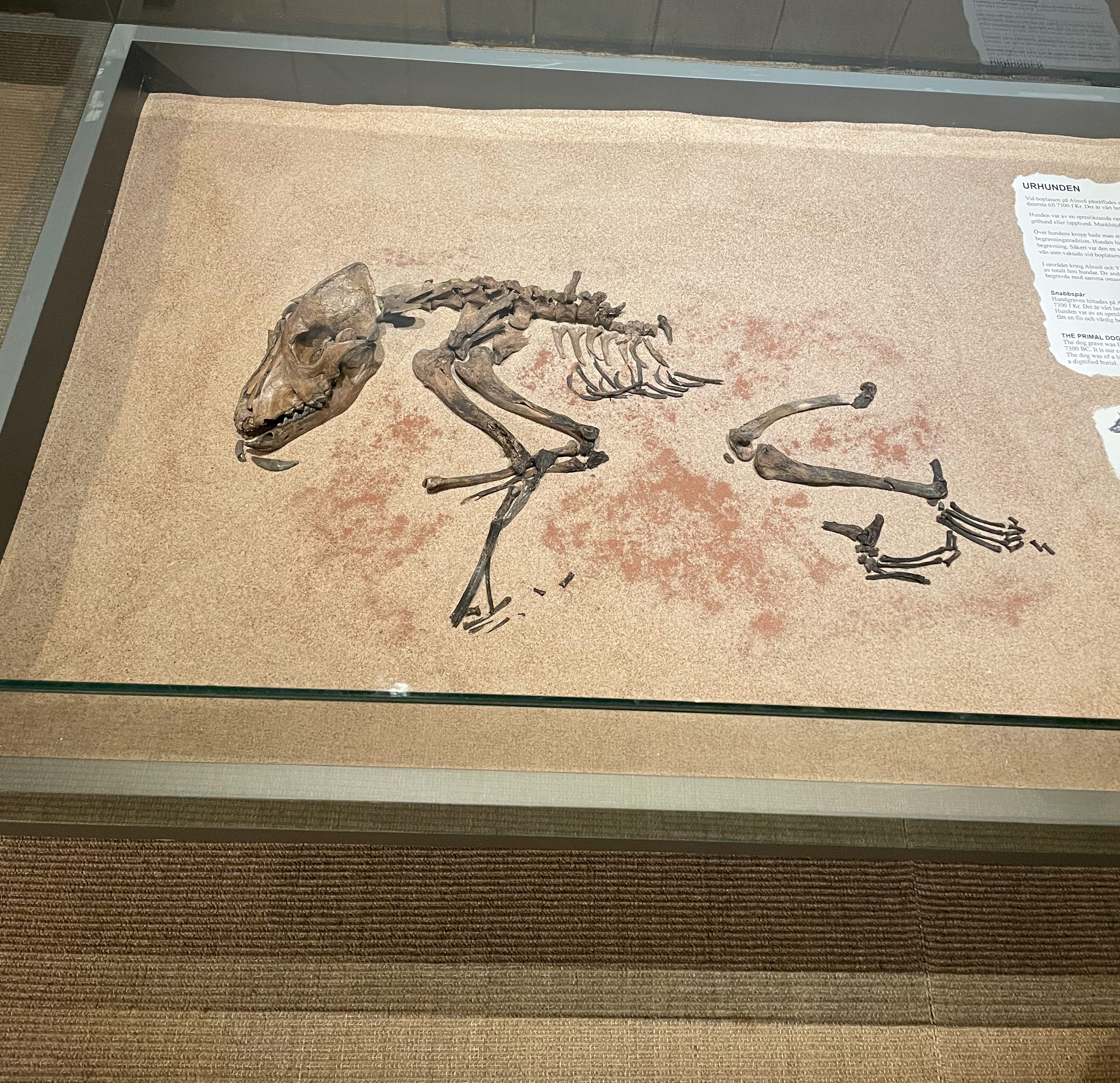 En monter som visar ett gammalt skelett av en hund.