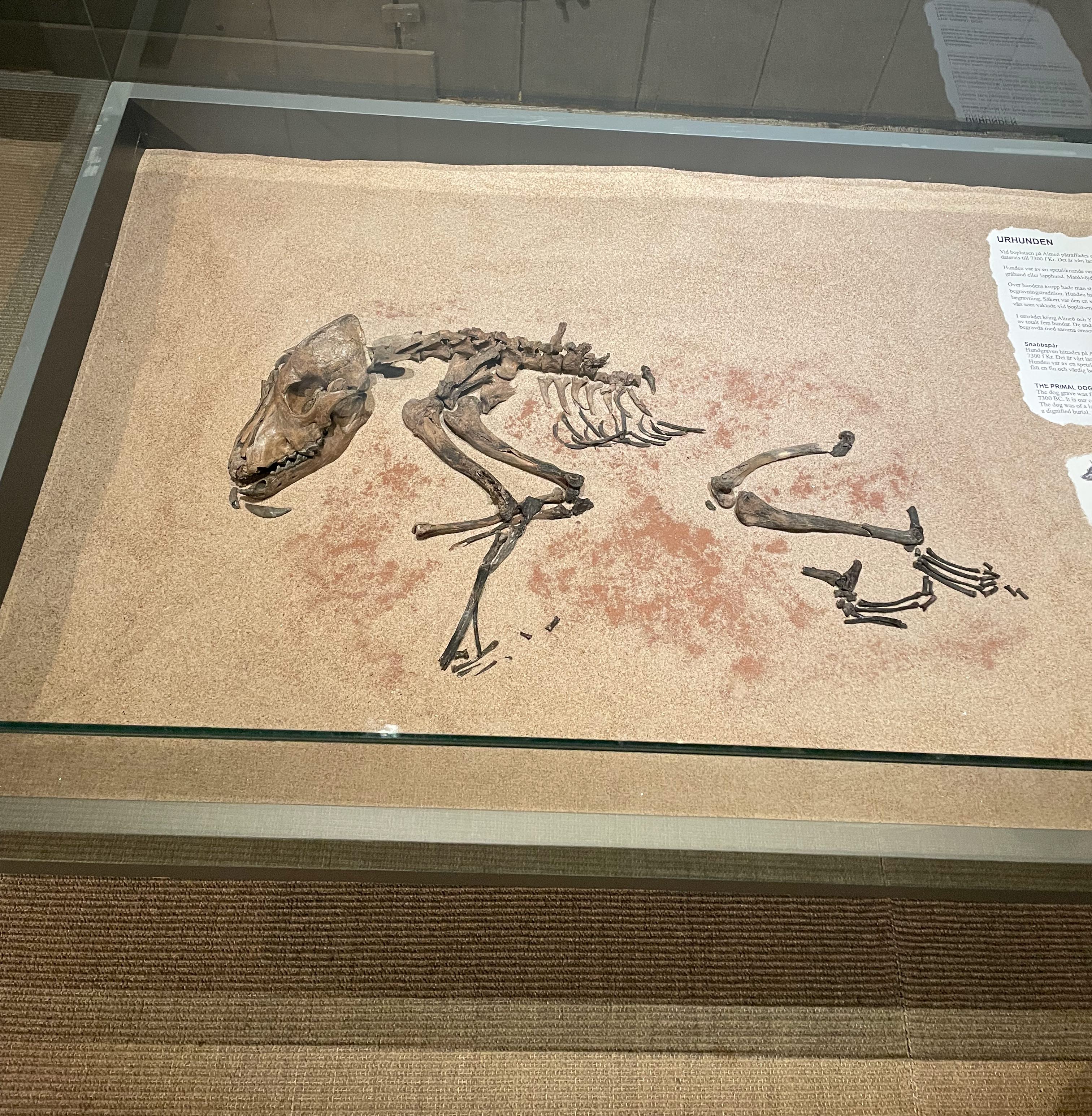 En monter som visar ett gammalt skelett av en hund.