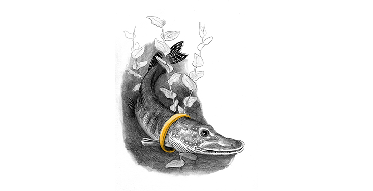 En målad bild av en gädda med en guldring runt kroppen. 