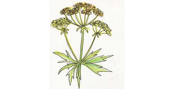 En målad bild av växten libbsticka. 