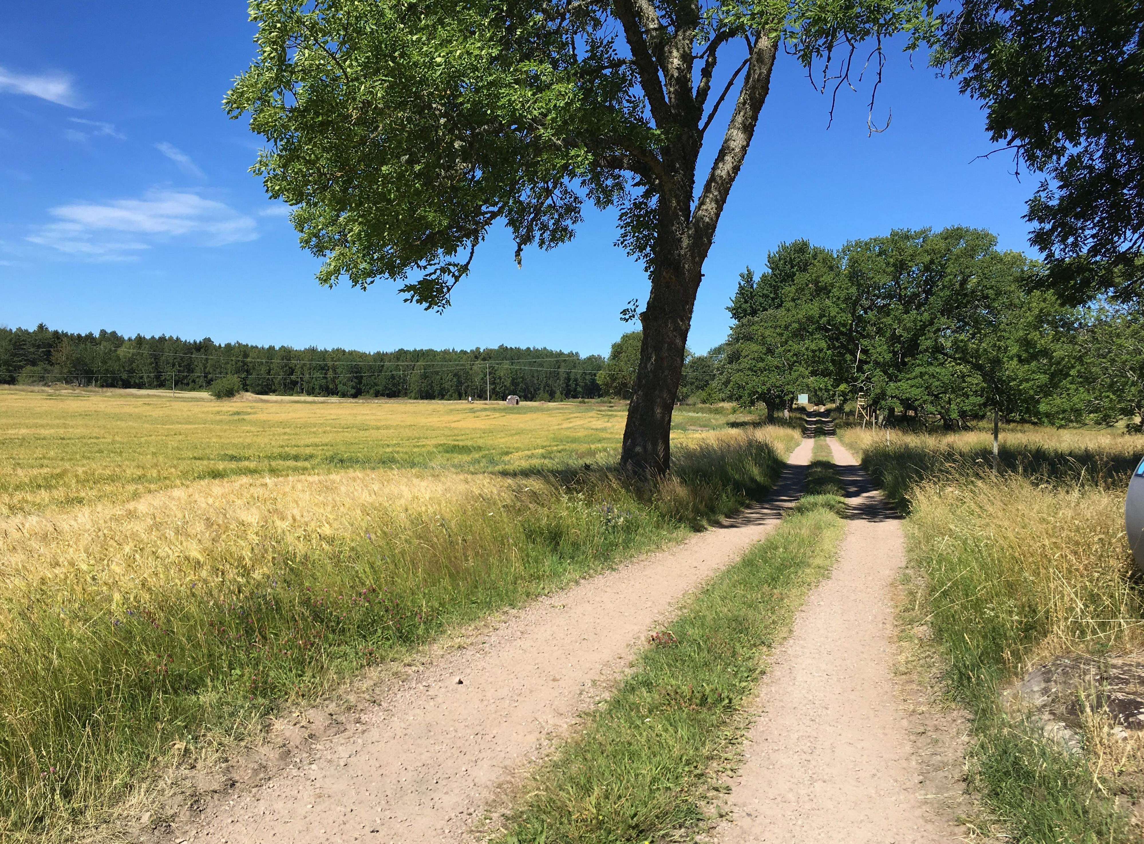 Gravel road on Brommö in the Mariestad archipelago.