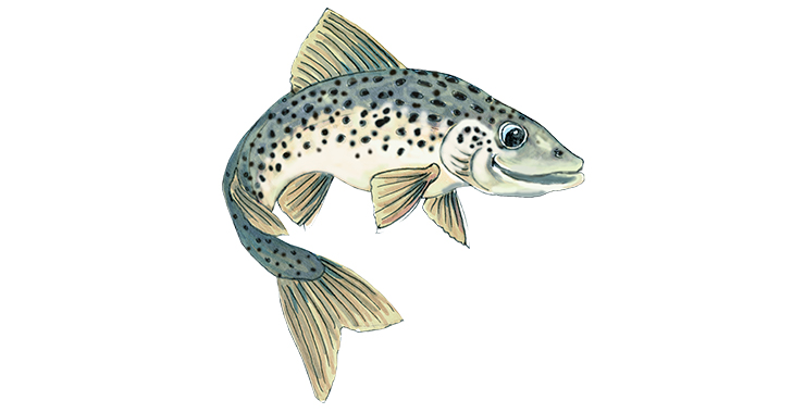 En målad bild på en lax.