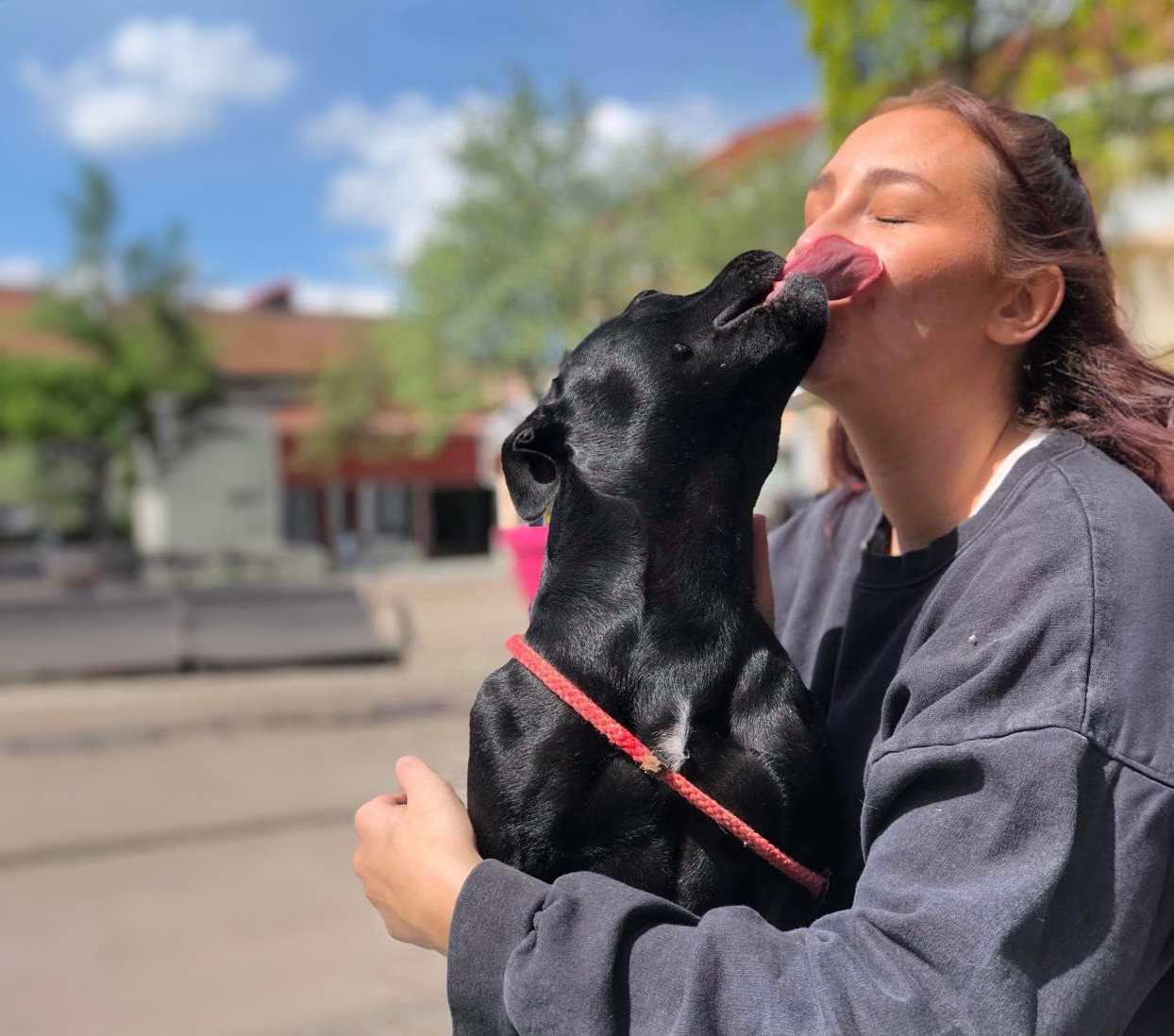 Till hundportal Tidaholm 
Hund på Nohrbergs uteservering