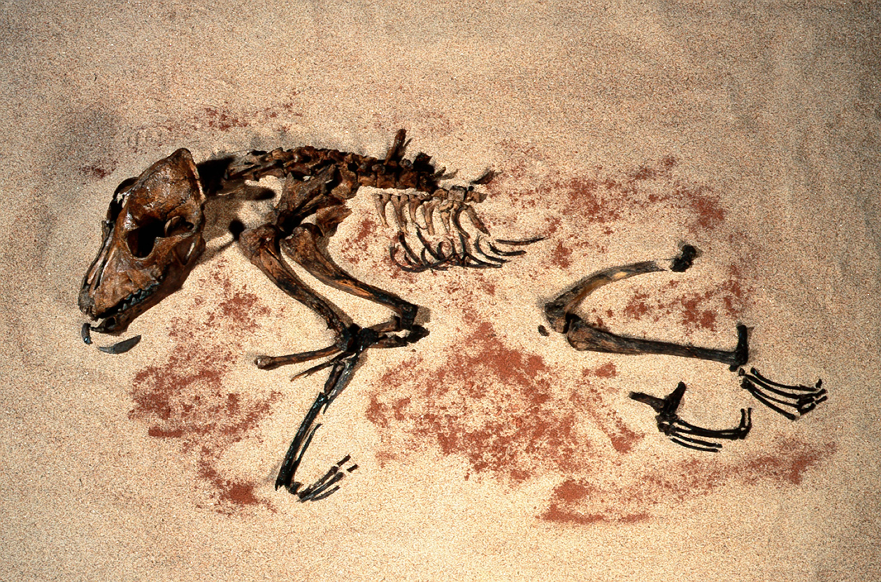 Hunden falbygdens museum