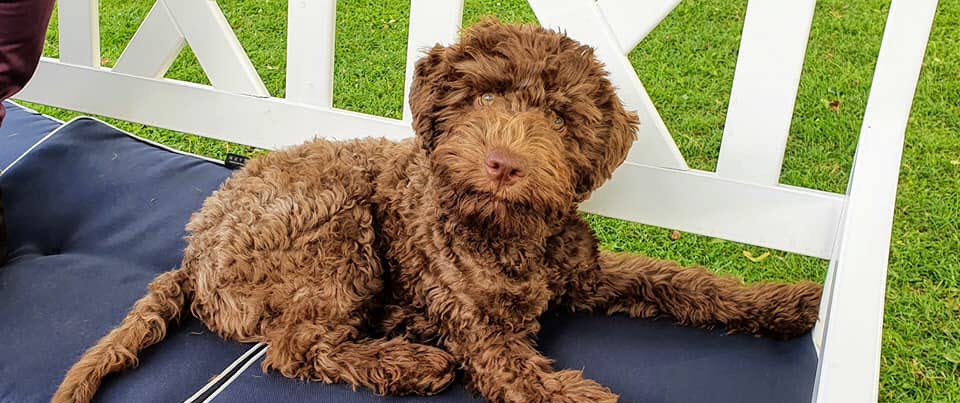 Till hundportalen Tidaholm 
Valp på bänk 