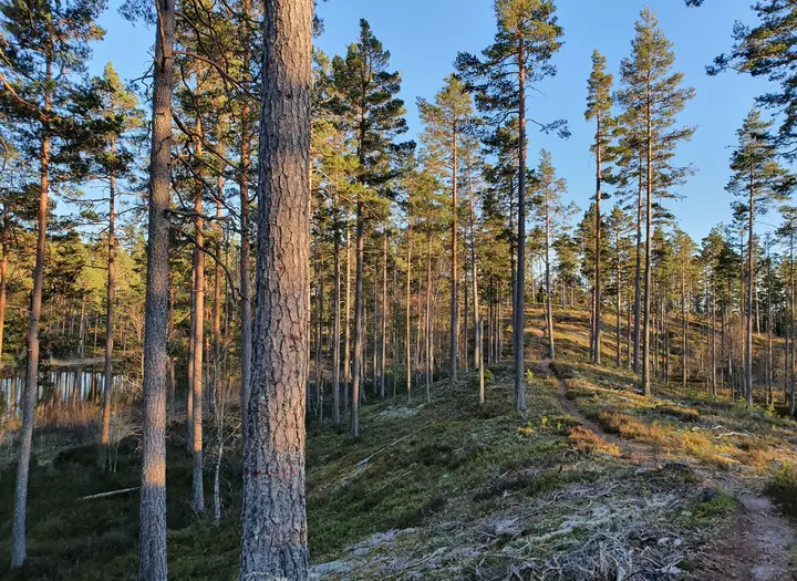 Vandringsled Hökensås 19,0 km
