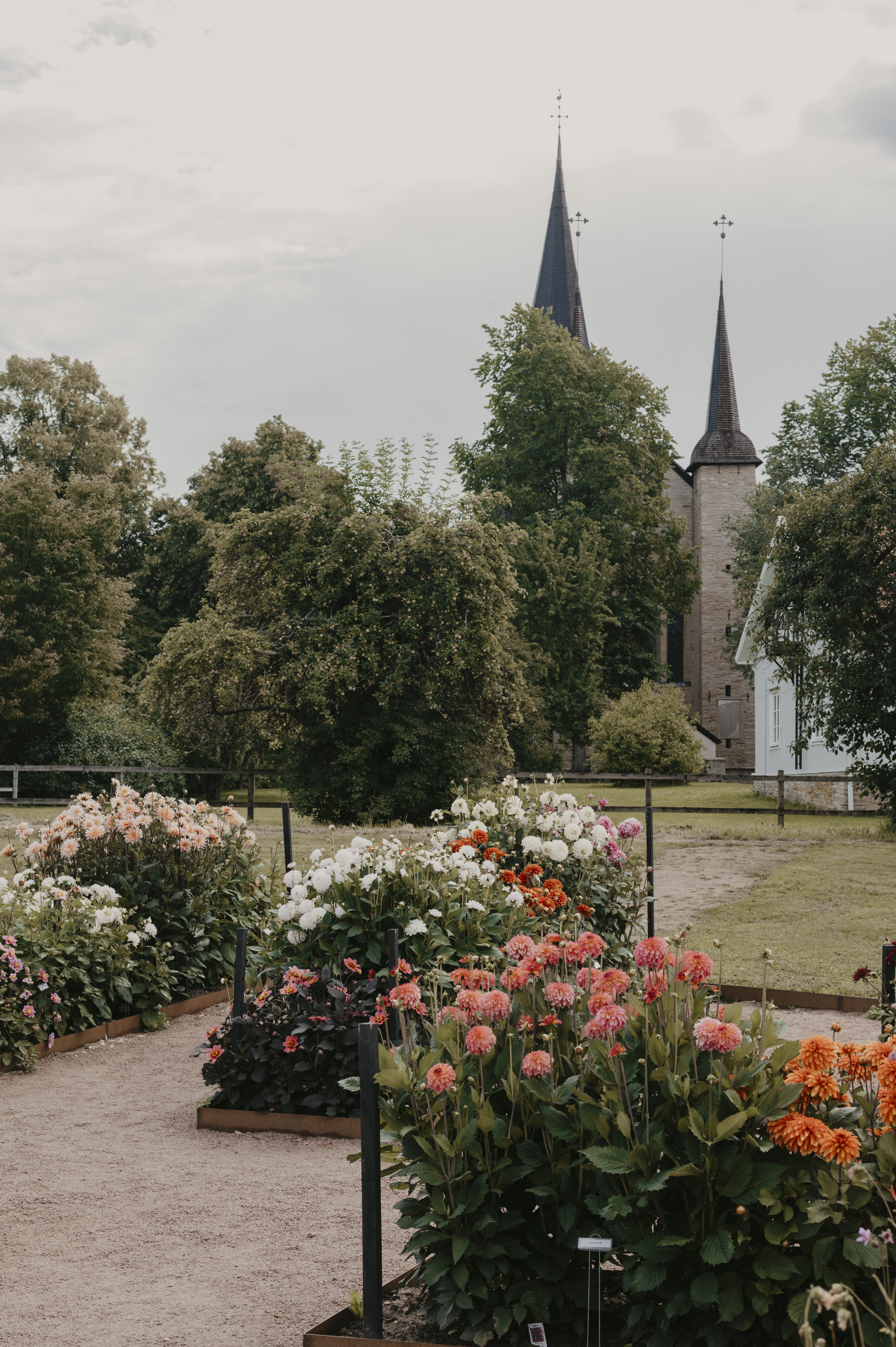 Rabatter med dahlior i olika färger och en klosterkyrka i bakgrunden.