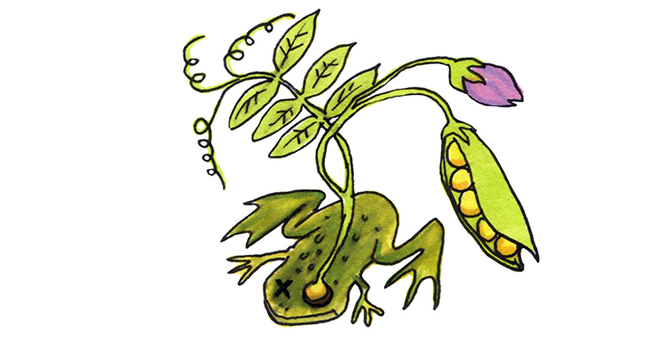 En illustrerad bild av en groda och en bönstjälk