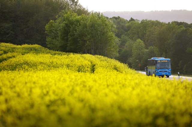 Gula raps och en blå buss