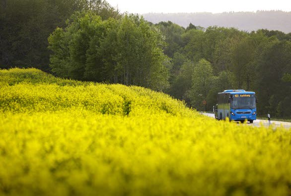 Gula raps och en blå buss