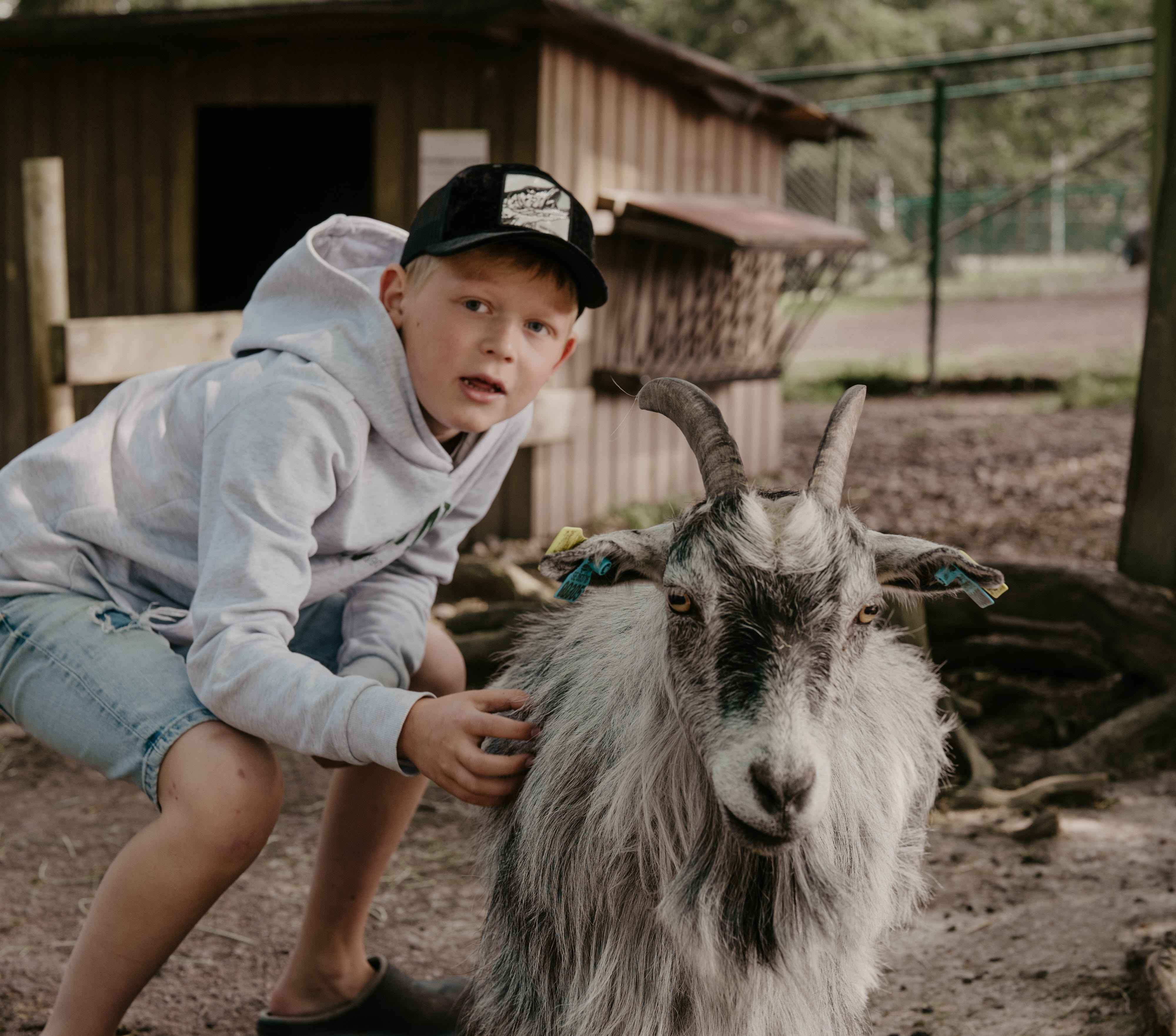 En pojke och en get på ett mini-zoo