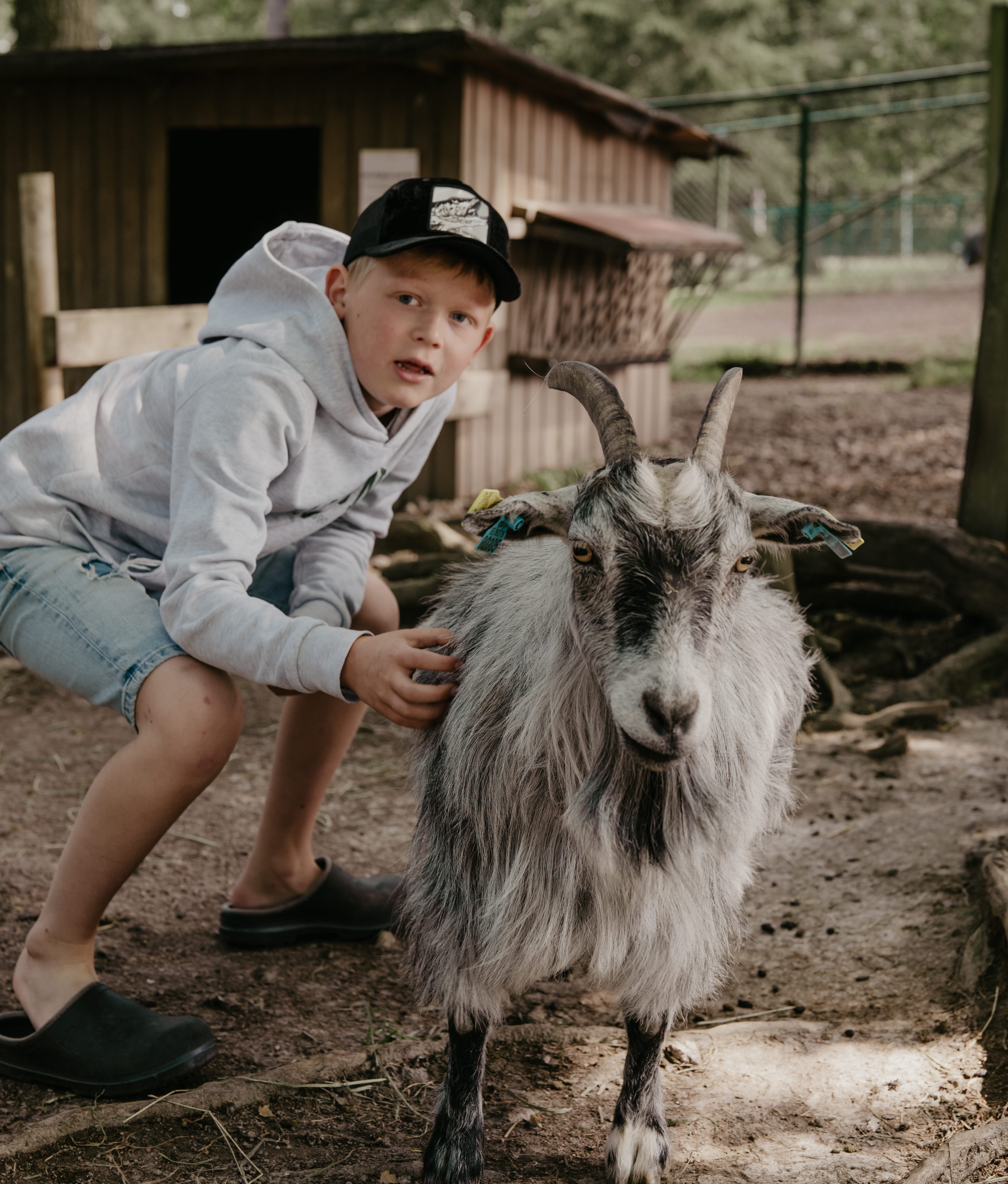 En pojke och en get på ett mini-zoo