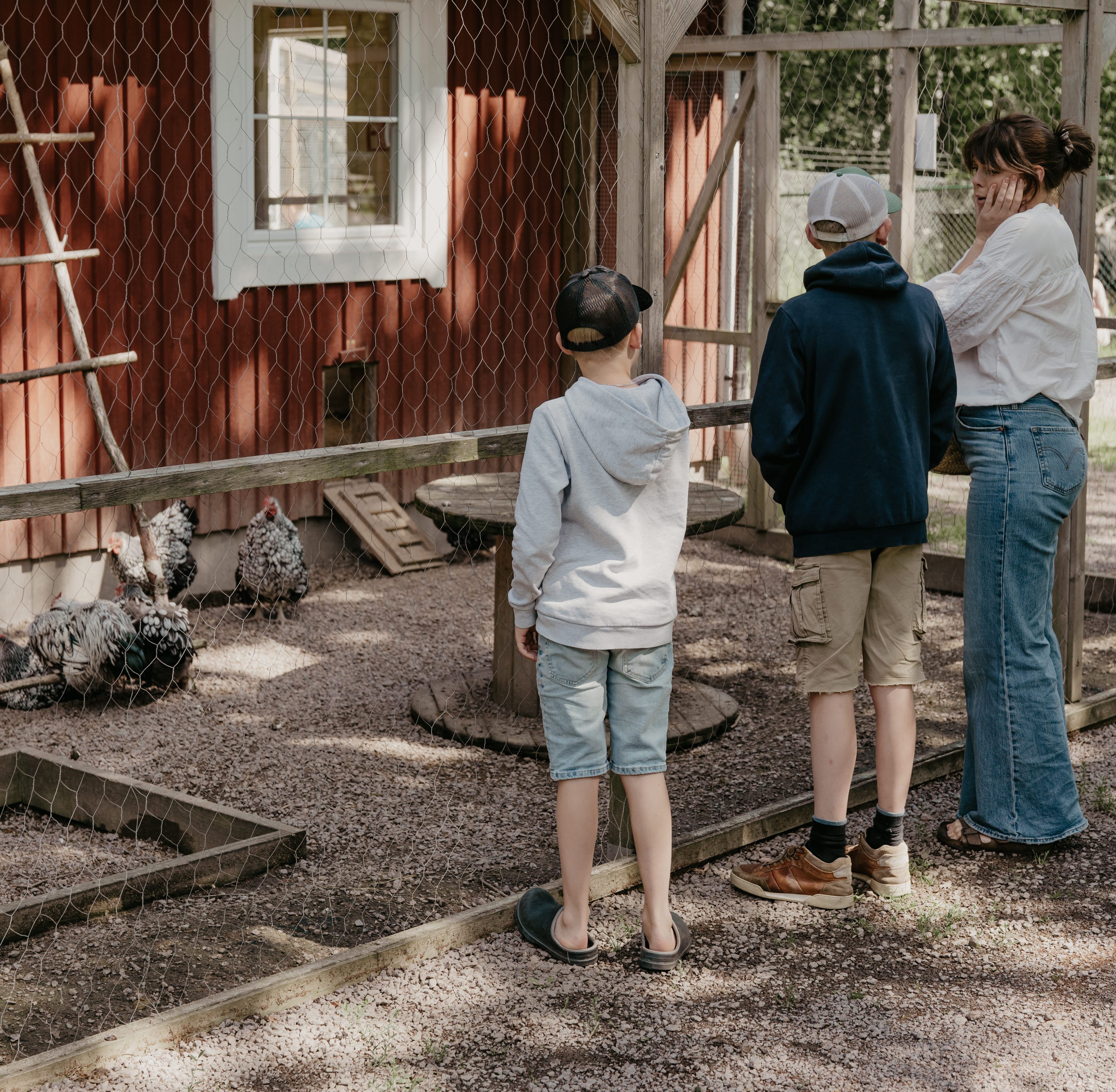 En kvinna och två pojkar vid en hönsgård