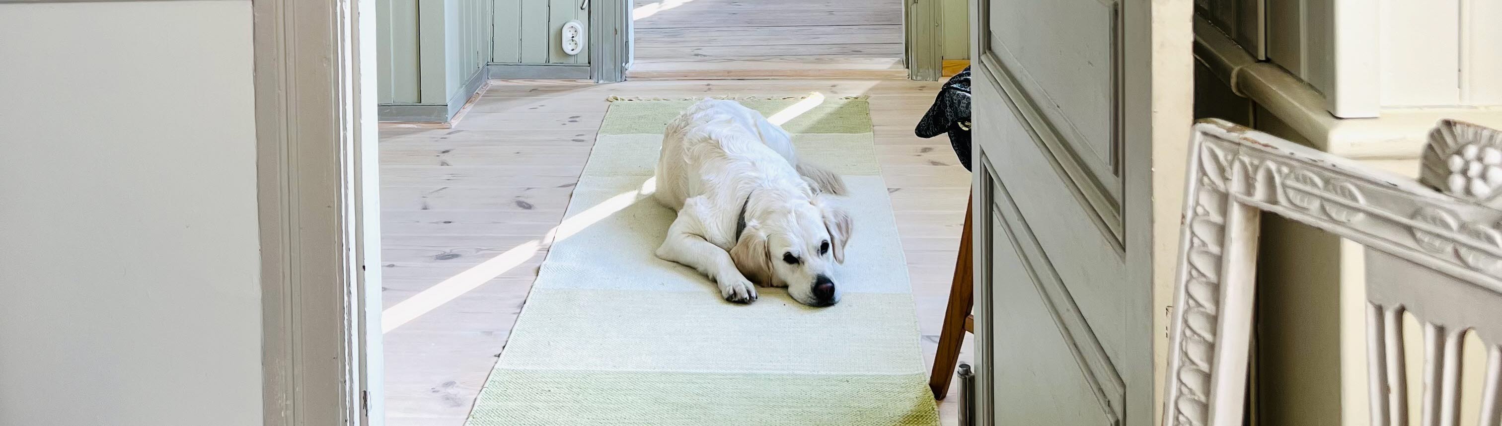 Golden retriever som ligger på en trasmatta i ett gammalt hus. 