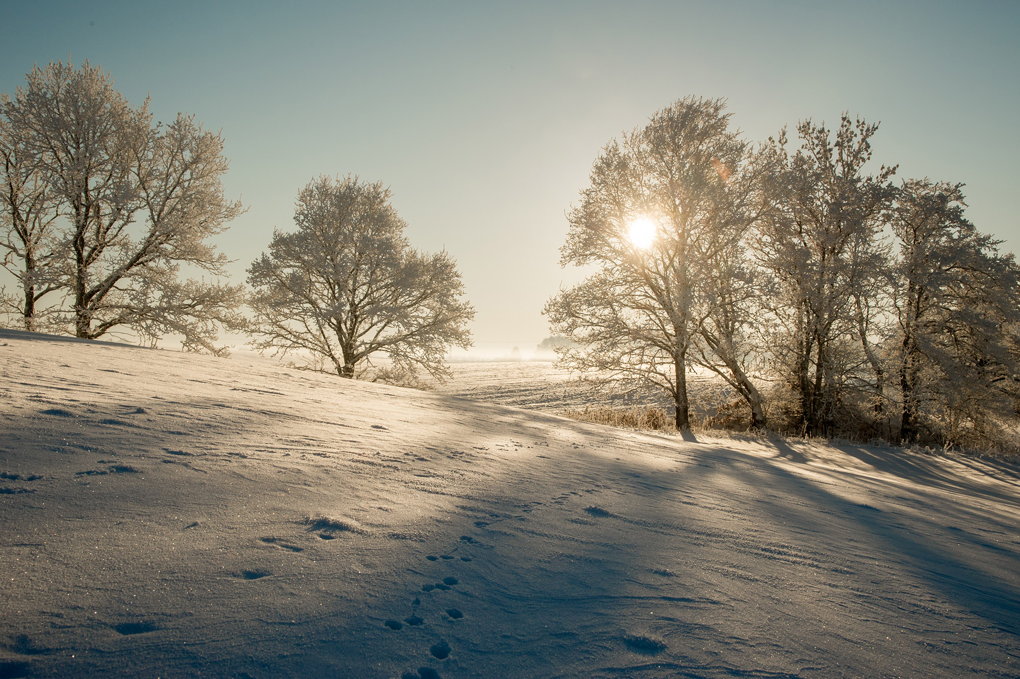Ett vackert och snöigt vinterlandskap med blå himmel, träd och solsken.