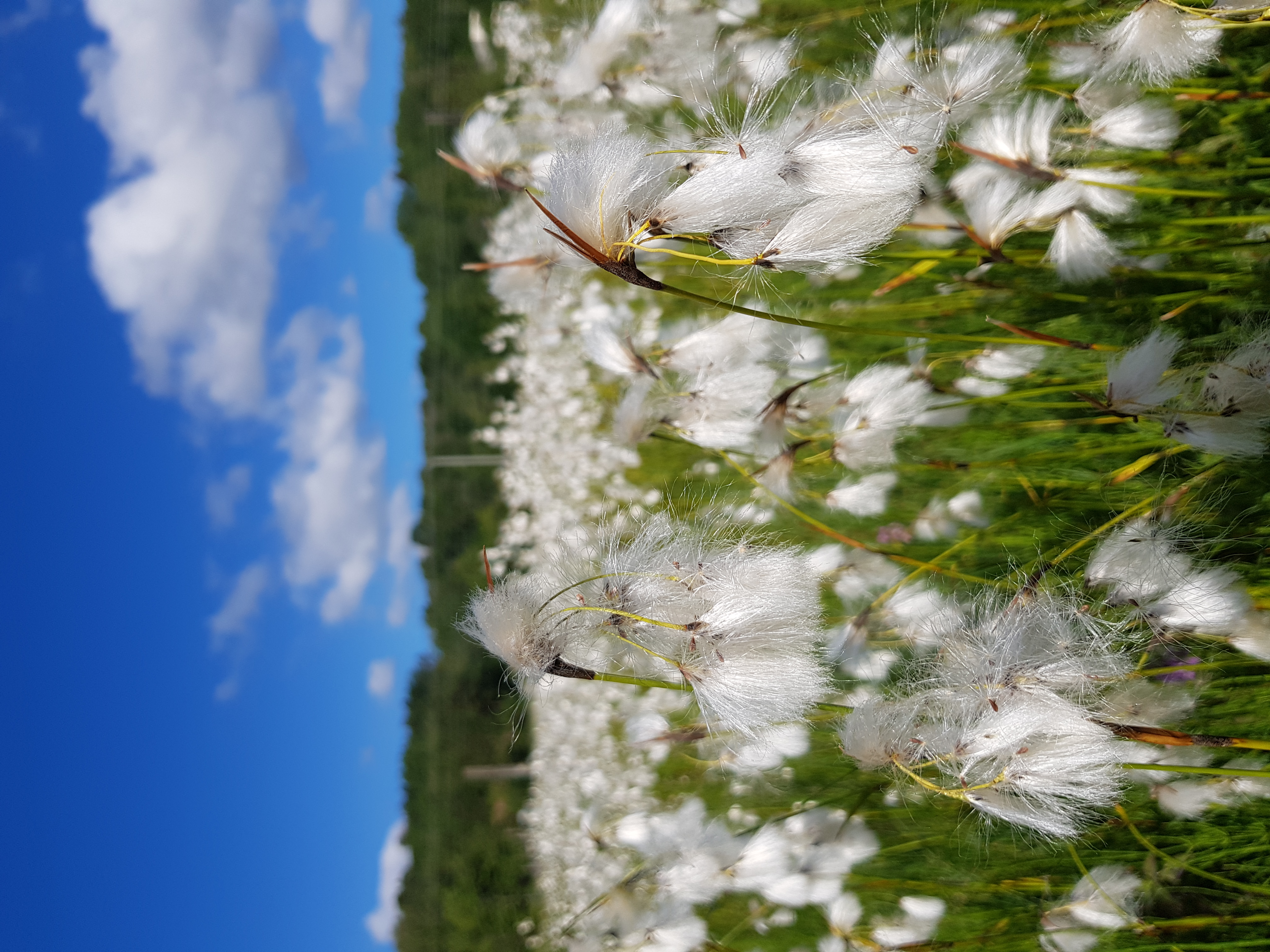 Blommor i naturreservatet Nohlmarken 