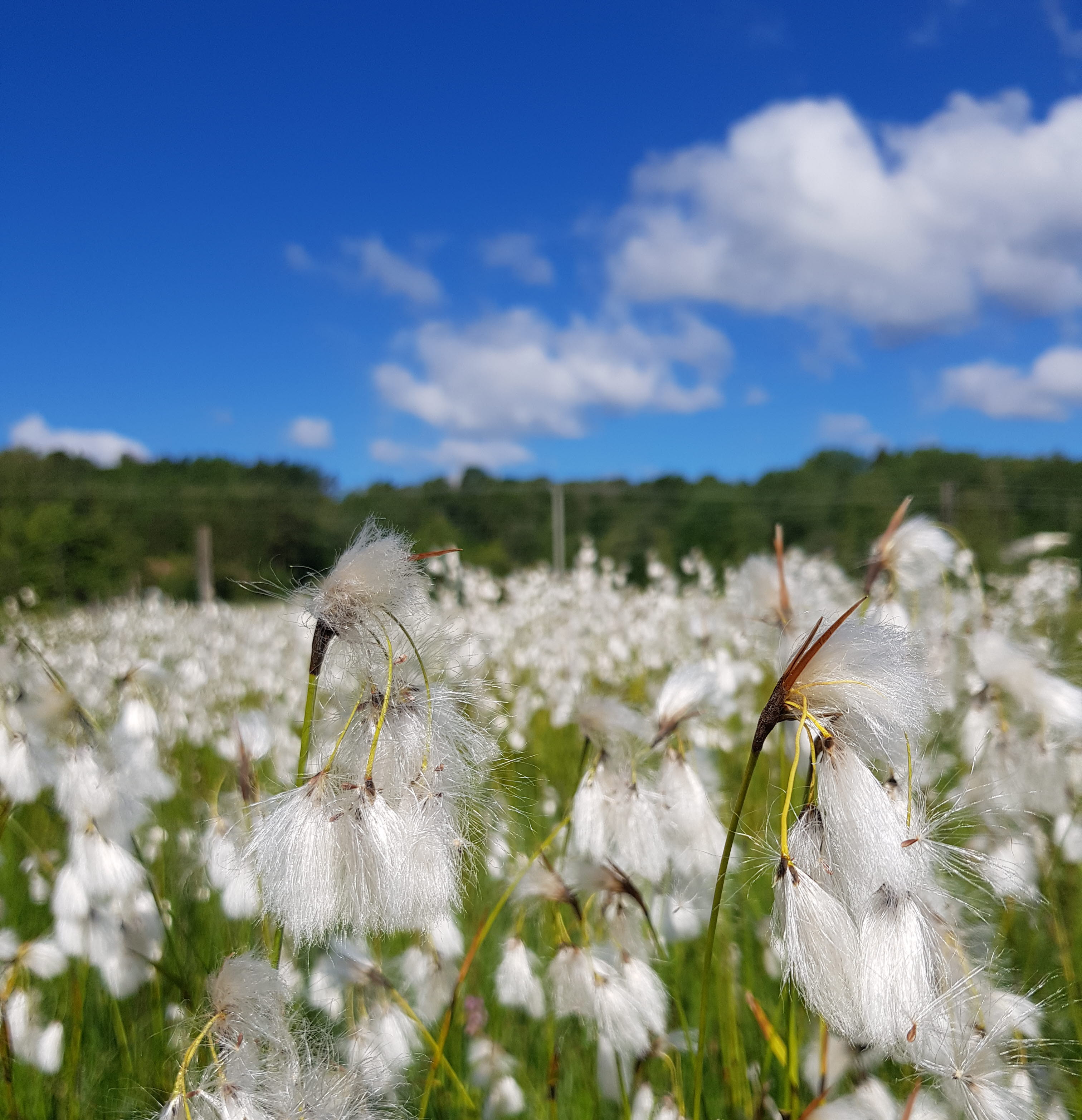 Blommor i naturreservatet Nohlmarken 