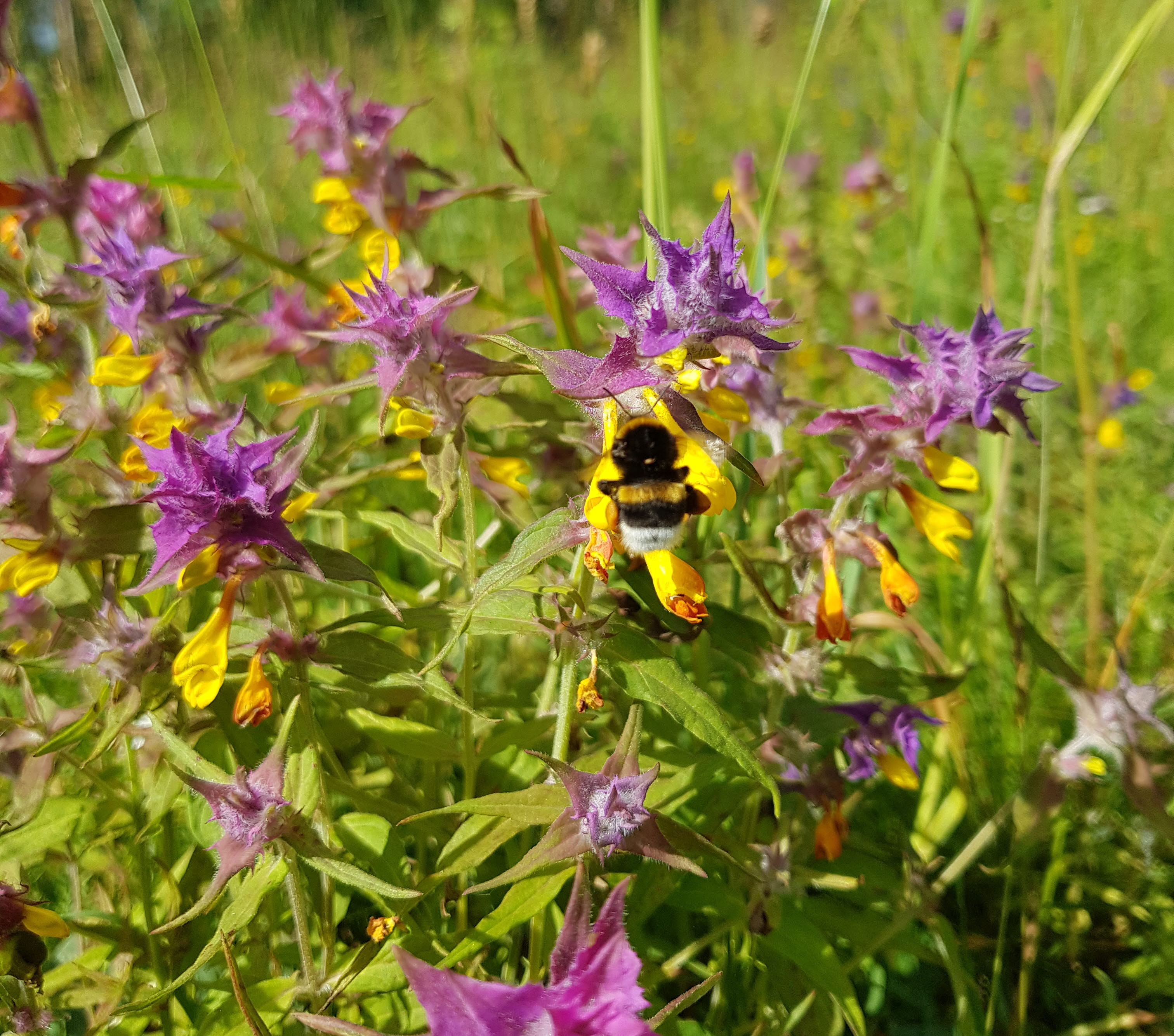 Blommor i naturreservatet Nohlmarken 