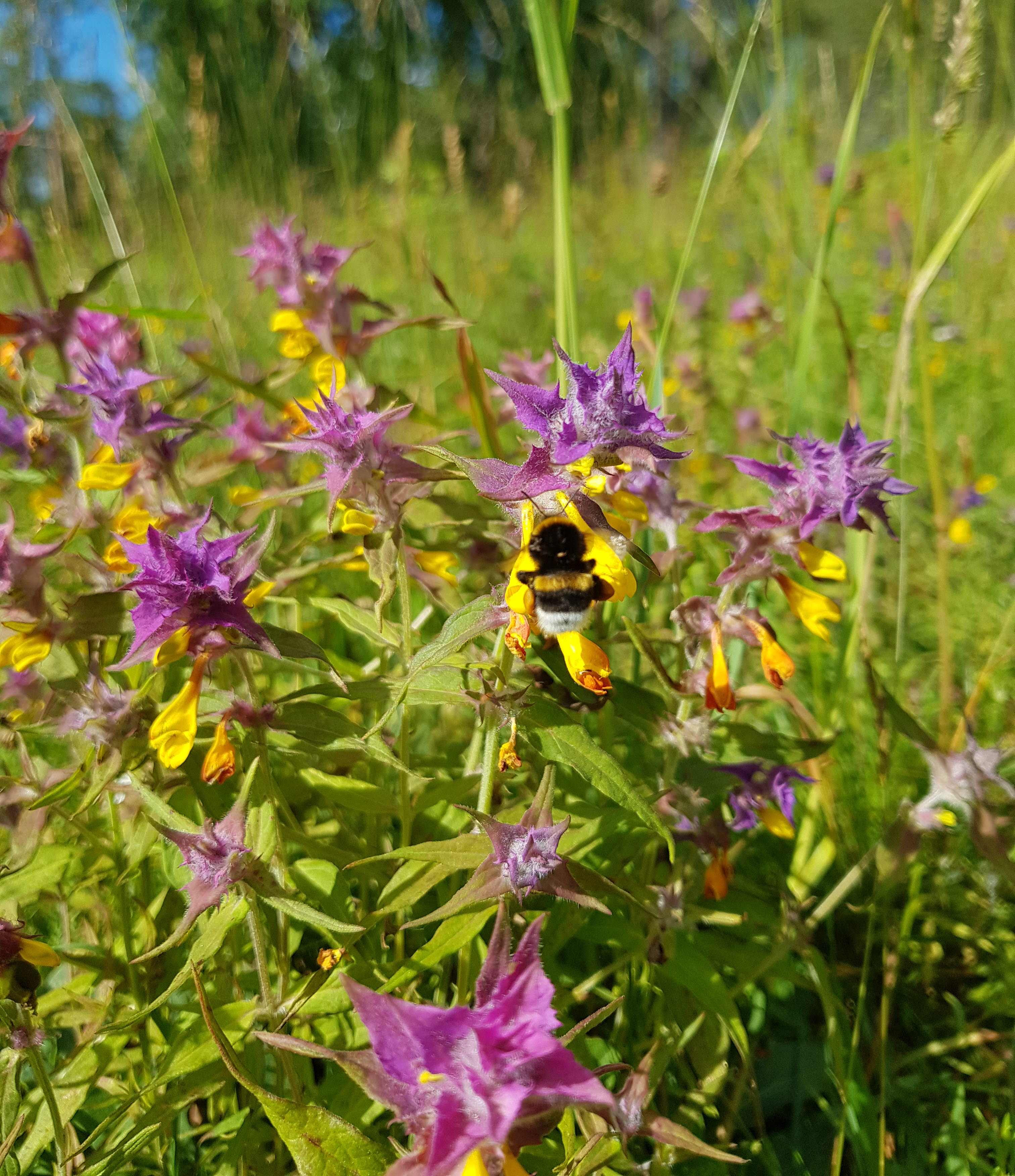 Blommor i naturreservatet Nohlmarken 