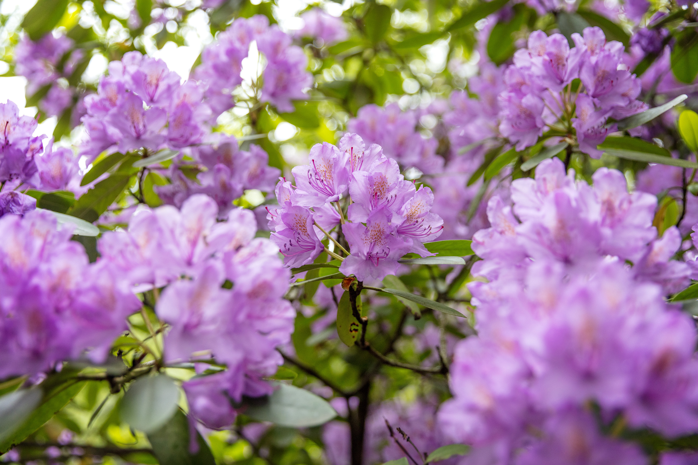 Mängder av lila blommande Rododendronblommor