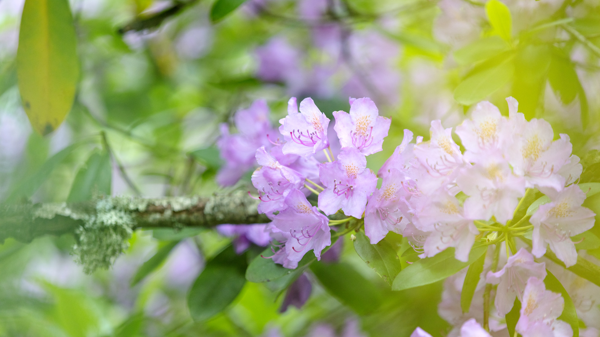 Lila blommor av sorten rhododendron