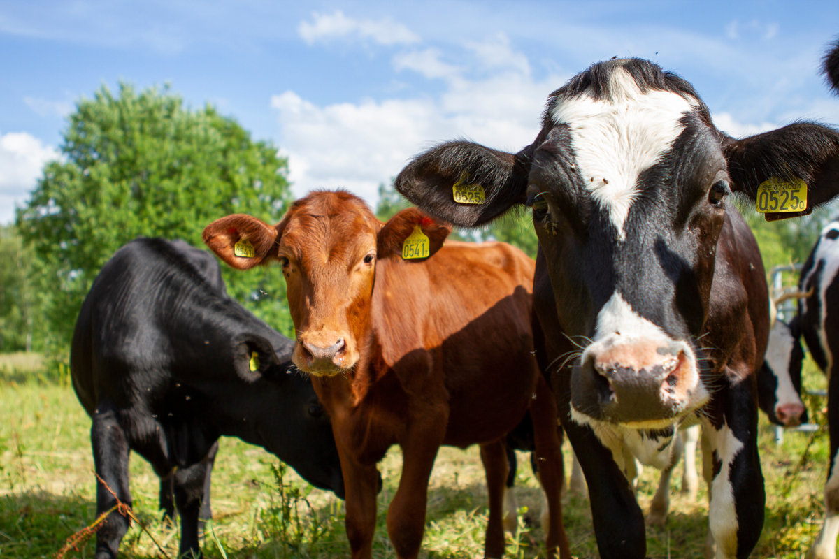 Tre kor står på rad och tittar in i kameran. En svart, en brun och en svart-vit fläckig. 