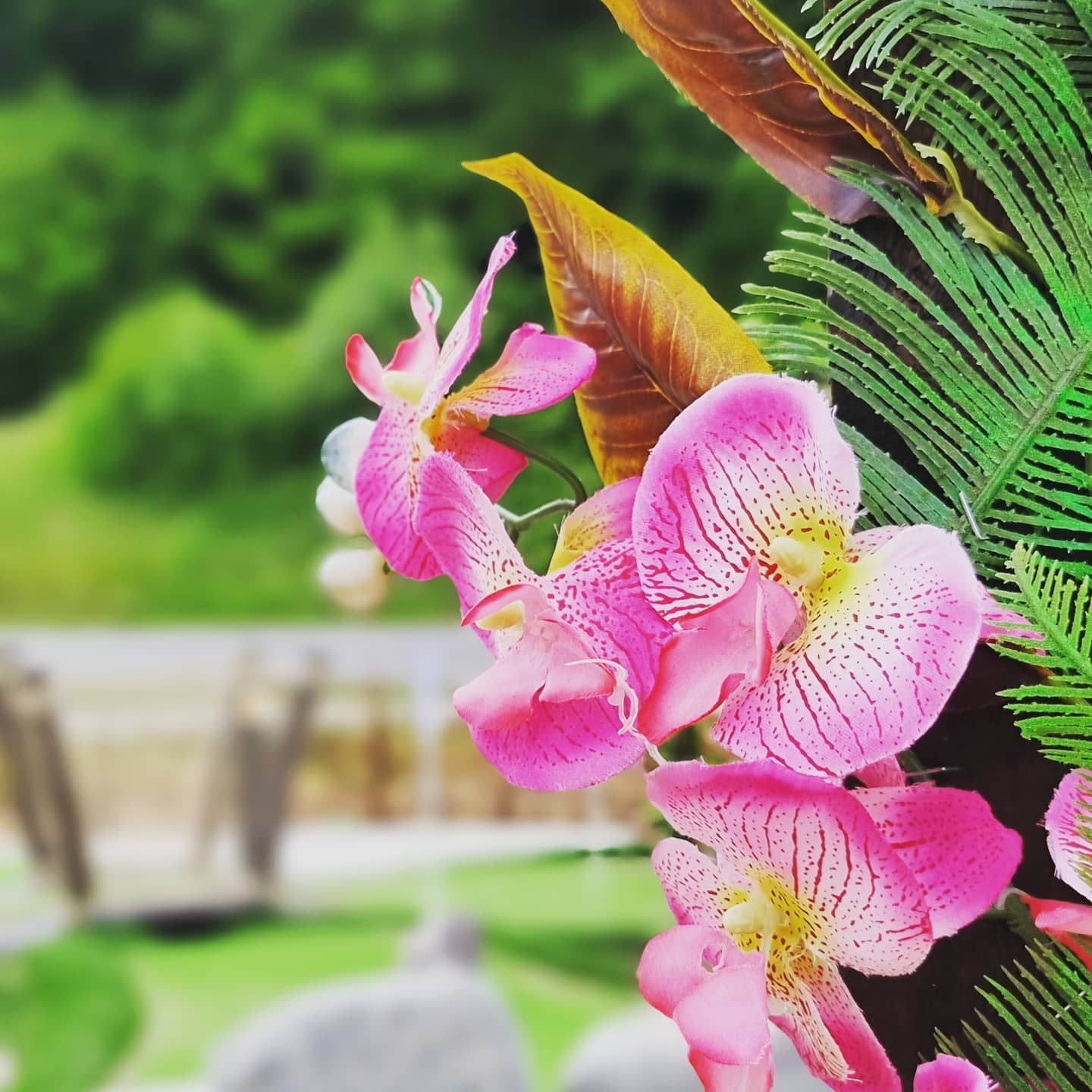 Närbild på rosa orkidéer