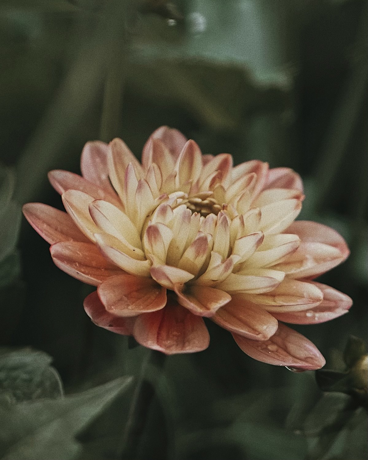 Närbild på en orange och gul dahlia. 