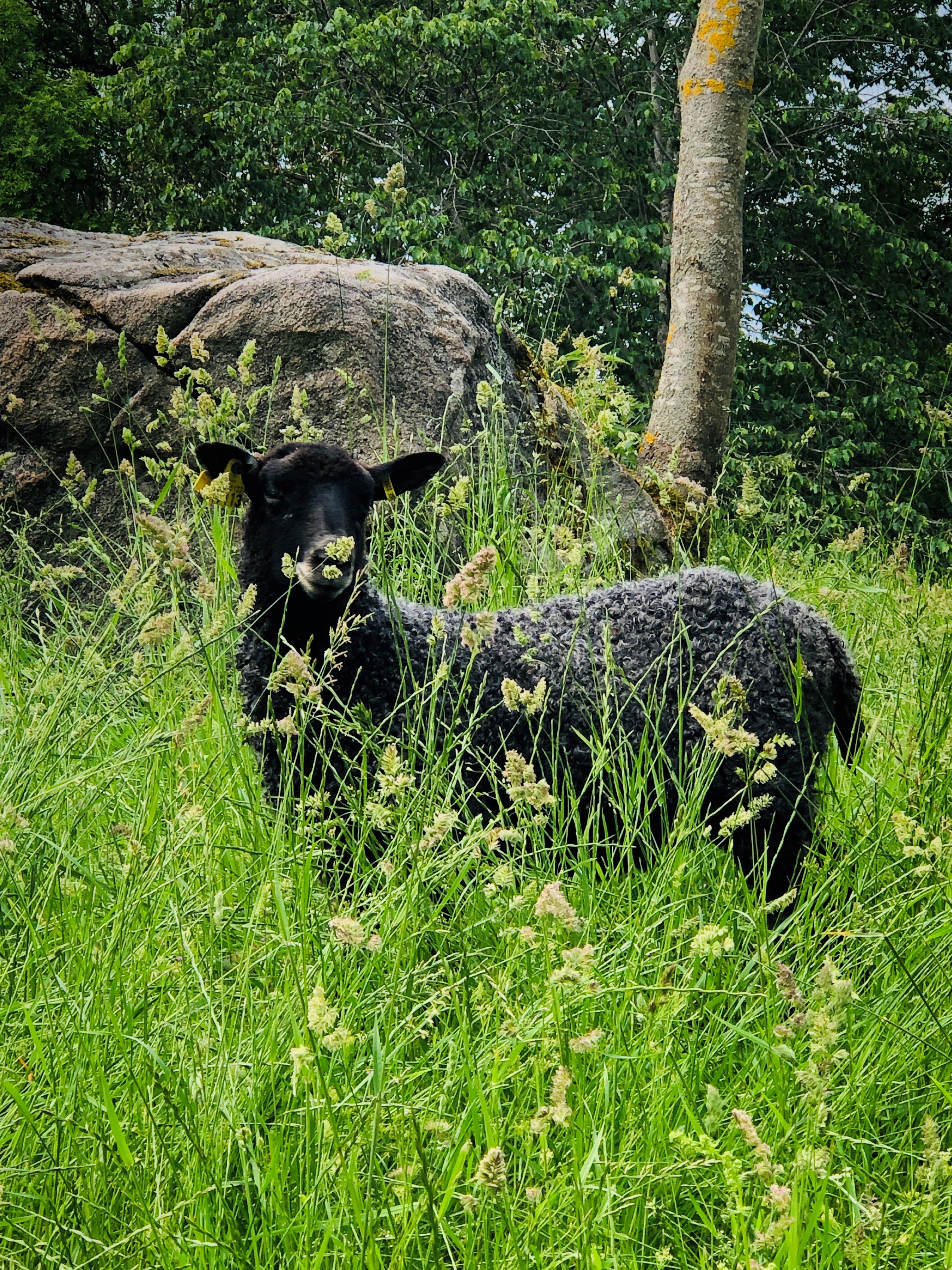 Ett grått gotlandsfår i det höga gröna gräset.