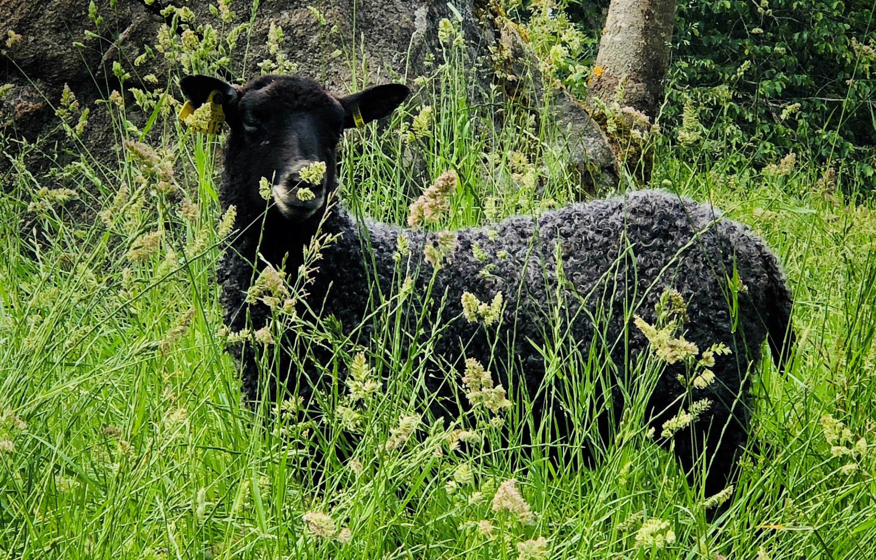 Ett grått gotlandsfår i det höga gröna gräset.