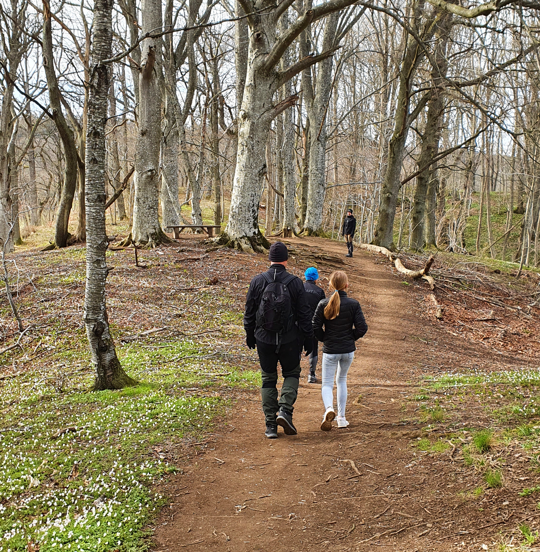 Fyra personer vandrar på en åsrygg genom ett naturreservat på våren. Intill dem växer vitsippor på marken. 